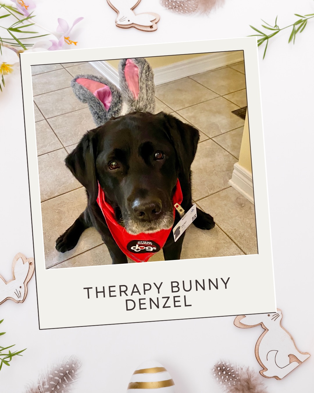 Ottawa Therapy Bunnies are here to wish you all a “hoppy” long weekend! 🐰
We hope it is filled with happiness, relaxation, and perhaps some chocolate too (but not for your dogs!)🐾❤️
#ottawatherapydogs #bunnytherapy #pawsitive #charity #therapydogsottawa