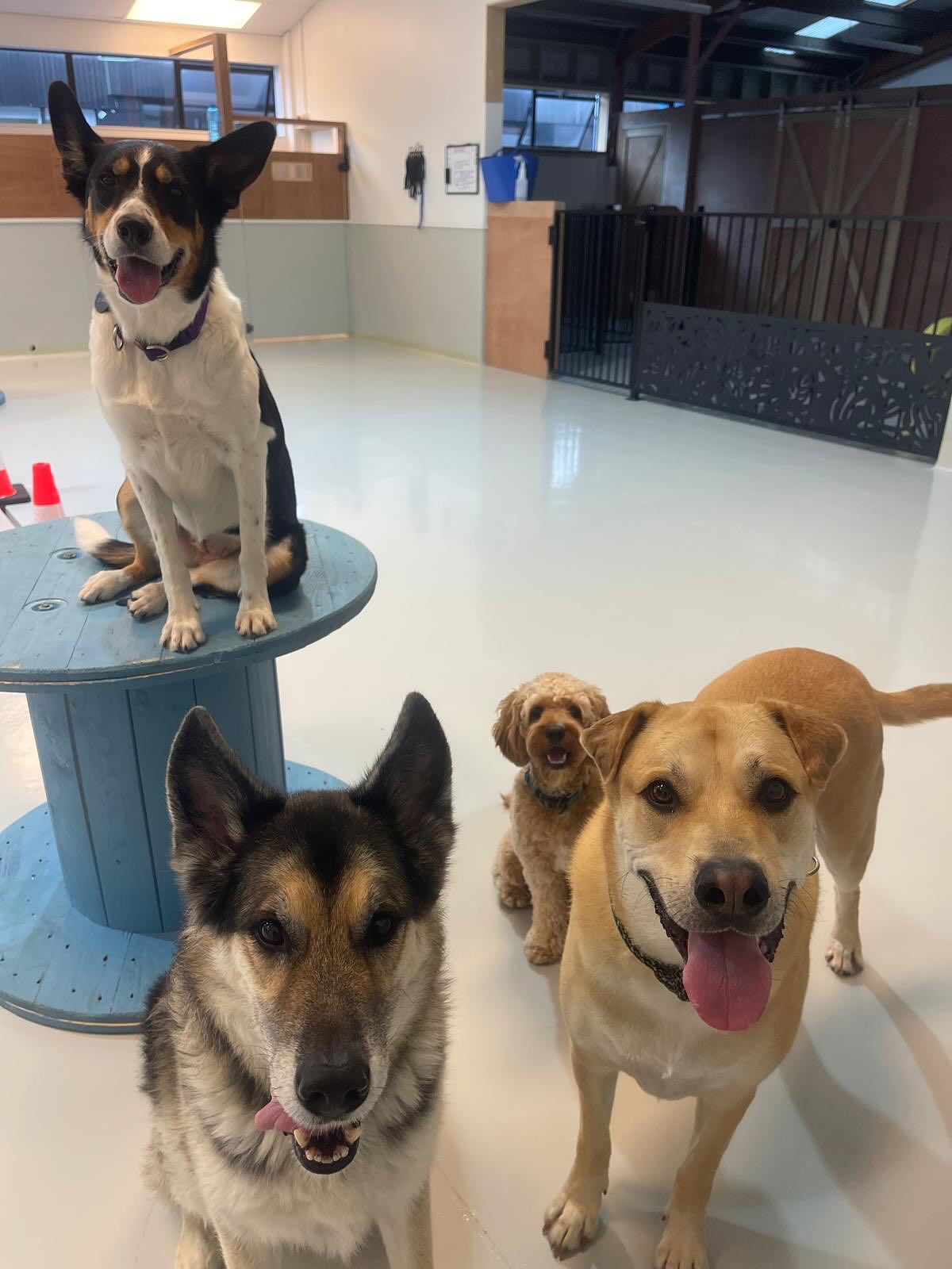 Thursday pups 🐶🐾🤭🥹💛
.
.
.
.
.
.
#dogs #nzdogs #dogsofauckland #dogdaycarelife #doggydaycarefun #wooflandnz