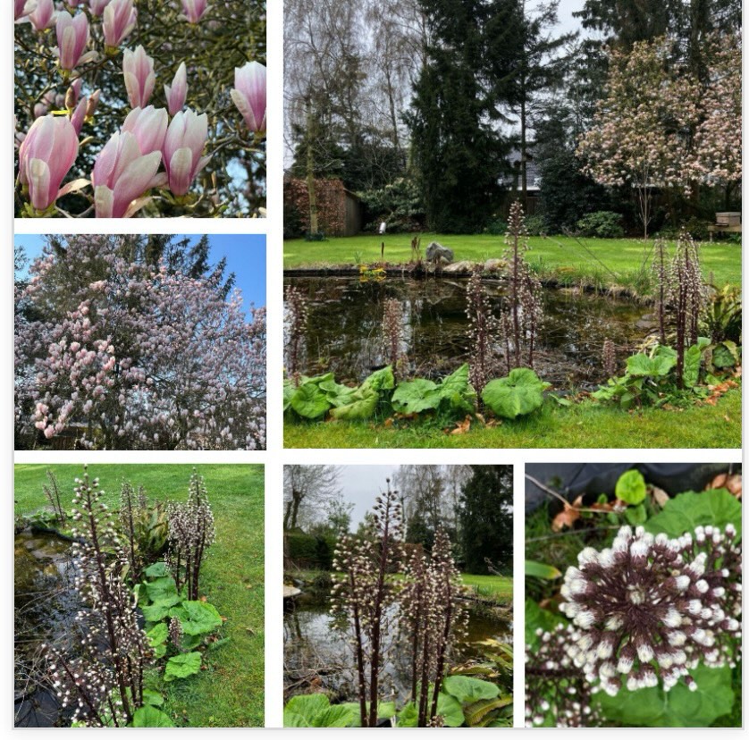 Genieten van de lente in onze tuin.
De magnolia staat te stralen.
De bloeiende aren van het grote hoefblad een weldaad voor onze honingbijen en uiteraard veel andere insecten.
De eerste groene kikkers al gespot in de vijver.
Genieten met hoofdletter G.