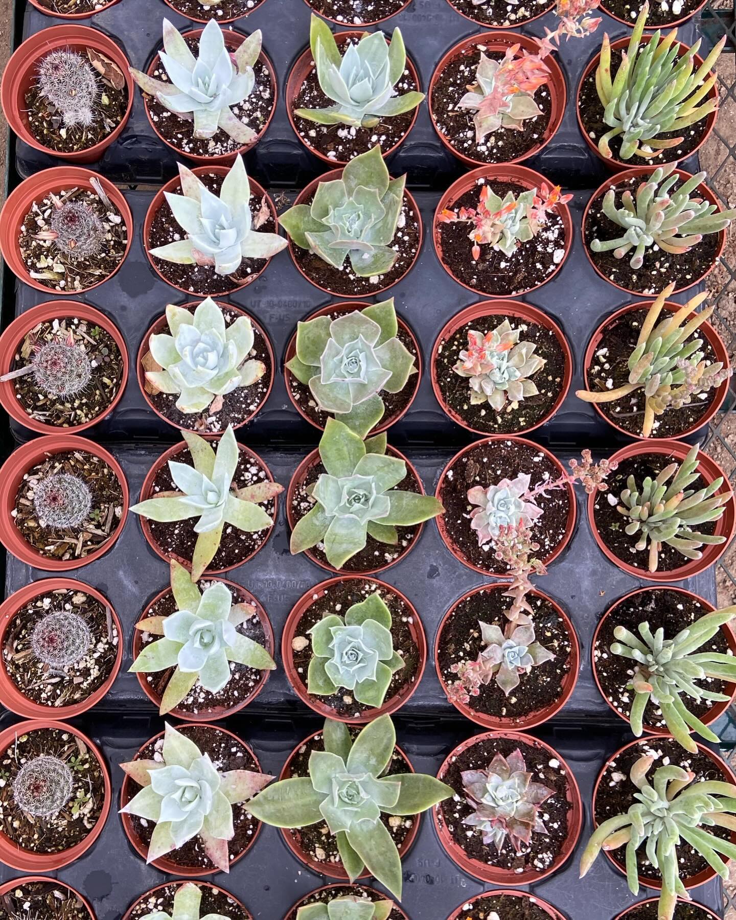 Now this is what we call cactus and succulent art 😍 check out our colorful assortments of 4 and 6 inch #mammalaria and #dudleya 🌱 available now at a retail partner near you.. don’t walk, run! 🏃🏻♀️