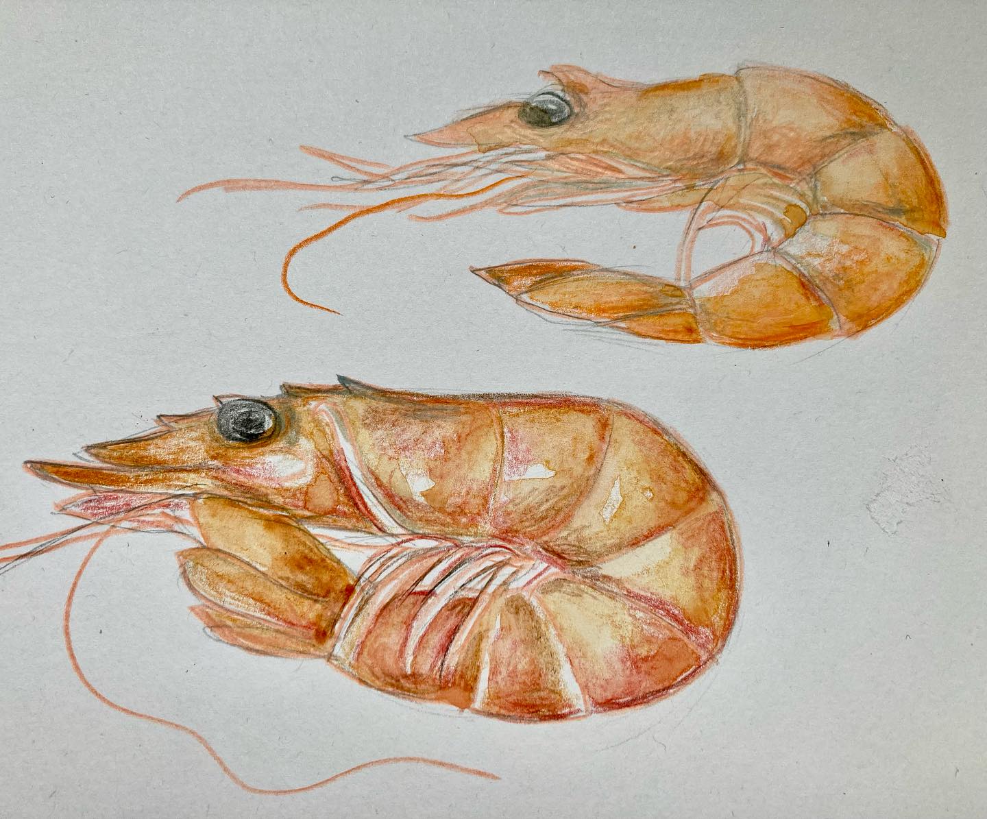 La crevette, selon la Diététique Chinoise!
Un dessin perso, ma recette préférée!
La crevette est un petit crustacé qui ne paye pas de mine, mais qui est considéré en Chine, comme un des aliments les plus tonifiants avec, entre autres, la capacité d’être un bon tonique sexuel!
Selon la Diététique Chinoise, la crevette (Xia en chinois) est de nature tiède, de saveur douce et salée, de tropisme Rein.
Elle a pour action de réchauffer le Rein, de tonifier le Yang du Rein. Alors que c’est un frit de mer et qu’on pourrait s’attendre à ce qu’elle soit, comme les coquillages, de nature fraîche à froide, elle est bien tonifiante et réchauffante, donc excellente pour le Yang du Rein, traiter la frilosité, les lombalgies, l’impuissance, la libido (surtout que le Rein étant responsable de la reproduction et des fonctions sexuelles), un allié précieux pour soutenir la libido et prévenir la stérilité. De plus, elle favorise la montée de lait. La crevette est aussi intéressante en cas de crampes par carence en calcium.
Petit animal donc à ne pas sous-estimer pour réchauffer et tonifier le corps!
La crevette est pauvre en graisses, riche en protéines, c’est une très bonne source d’Omega 3, en prévention du système cardio-vasculaire. Elle est en plus riche en antioxydants, co-enzyme Q10, cuivre, sélénium, fer, zinc, vitamine B3 et B12.
Attention toutefois! C’est un aliment très allergène, fortement déconseillé en cas d’asthme et d’eczéma, pouvant créer des troubles respiratoires ou digestifs, jusqu’à l’œdème de Quincke!
Ma recette préférée: Les nouilles sautées aux crevettes et légumes!
#crevette #crevettes #shrimp #gamberetti #camaron #crustacés #fruitsdemer #fruttadimare #produitsdelamer #dietetique #bonpourlasanté #dietetiquechinoise #madreperlamtc