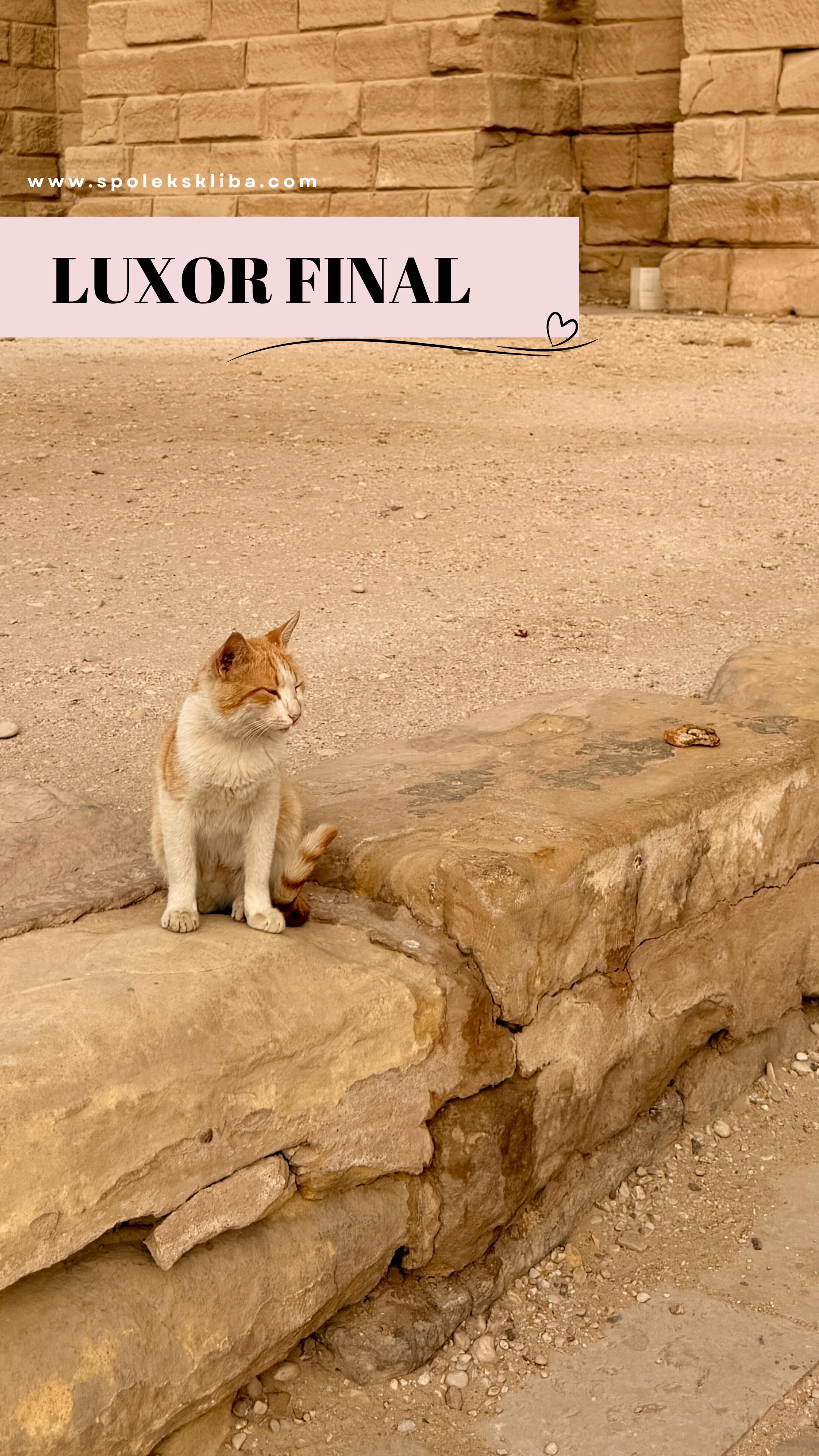 Dneska je náš poslední den v Luxoru. O půlnoci nás čeká let do Káhiry a o den později už (snad) budeme zpátky v Praze. 🙏 Sedíme tu, balíme kufry plné písku a chlupů, ale hlavně hlavu plnou myšlenek, které budeme ještě dlouho zpracovávat. ✨🌍
Výlet za Walaa byl rozhodně zajímavý, ale pro naše emoce a srdce to byla jedna z největších výzev, co jsme kdy zažili. 🤯 Jsou chvíle, kdy se vám tu chce křičet, brečet a nahlas nadávat na tu nespravedlnost. V zemi, kde je zvíře často považováno za méně než nic, je neuvěřitelně těžké a frustrující snažit se o nějakou změnu. 🕯️🥀
Právě proto jsme ale tak moc vděční, že jsme tu potkali Walaa. Ona už má svůj plán rozjetý a my jsme hrdí, že jí ho teď díky vám můžeme pomoci dál rozvíjet. 💪 Snad se díky její odvaze a vaší neskutečné podpoře situace koček v Egyptě aspoň o kousek zlepší. 🙏
I když jsme viděli hodně bolesti, potkali jsme tu i spoustu skvělých lidí. Lidé, kterým osud zvířat není lhostejný a kteří se snaží tu situaci každý po svém aspoň trochu napravit. ❤️🤝 Právě ti jsou tou jiskrou naděje, že se jednoho dne dočkáme světa, kde i tady budou zvířata považována za cítící bytosti, které si zaslouží úctu a lásku. ✨🐕🐈
Děkujeme, že jste tuhle egyptskou jízdu prožívali s námi. Vaše komentáře a podpora nás tu držely nad vodou v těch nejtěžších chvílích. Teď už se těšíme domů na ty naše české čumáčky, ale kus našeho srdce už navždycky zůstane v Luxoru u Walaa. ❤️📍
Držte nám palce na cestu, ať všechno proběhne hladce! 👇✈️
Terka ze Šklíby🐾