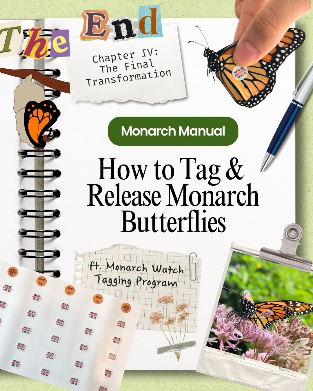 The grand finale!!! 🧡
All 4 chapters of the Monarch Manual are up on our page — now we’re all set to transition into monarch raising/tagging this spring-summer 🦋🦋
#monarchbutterflies #butterflyraising #butterflytag #communityscience #biodiversityconservation