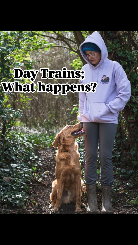 Day Trains 🐾
A day train includes collection between 8:45–9:00am, a full day of structured training with me, and drop-off between 5:00–6:00pm.
During the day, I’ll work on your individual goals as well as any behavioural challenges your dog may be experiencing.
Buddy has been attending day trains for 4 months. At just 7 months old, he’s now progressed onto obedience work – a great example of how consistent training delivers real results.
Each day train includes:
✔️ Tailored training sessions
✔️ Homework for you to follow
✔️ Video updates
✔️ A full handover explaining what’s been covered and what you should focus on during the week
To ensure the best results, all day train clients are required to complete a consultation and at least one 1-2-1 session per month. This keeps your handling consistent and ensures you feel confident continuing the work at home.
Feeling overwhelmed with your dog’s behaviour?
Working long hours and finding that daycare isn’t helping?
A day train could be the perfect solution for you.
Comment “day train” to get started today!
Limited spaces available