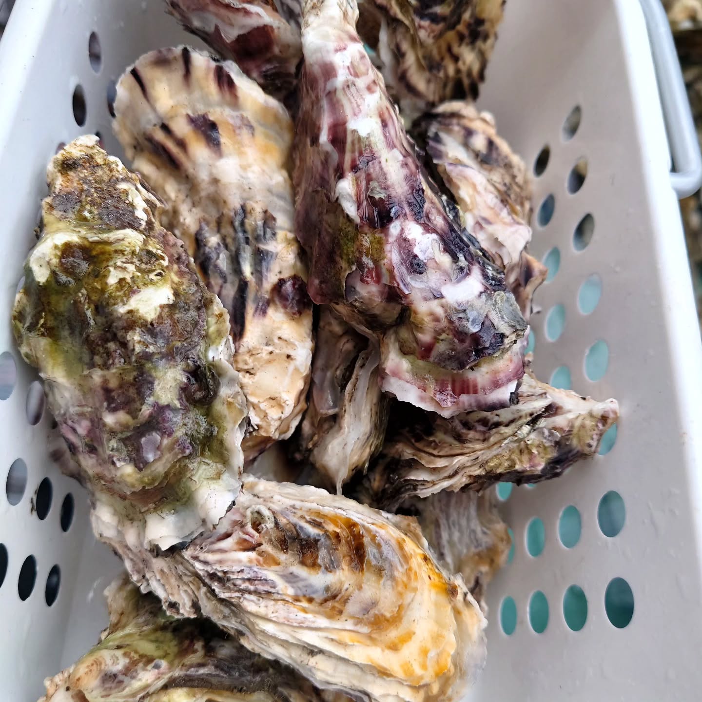 対馬産の牡蠣を食べれるのも‥
明日まで〜
●4/4‥夜は貸し切り営業
●4/5‥11:00〜14:00
(お昼のみの営業となります)
〜皆様のご来店お待ちしてます〜