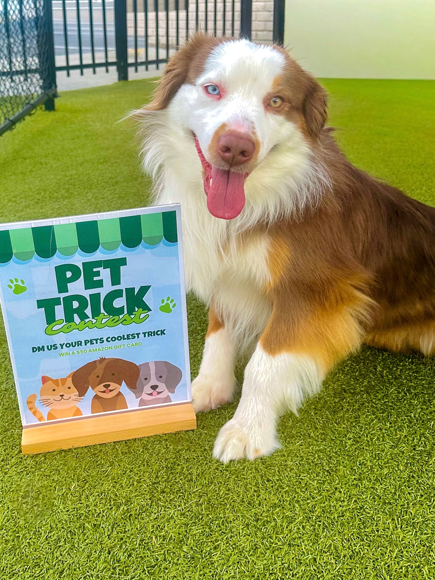 Paws, Camera, Action! 📸
We know your pets are the real stars of this property. Now’s their chance to prove it!
The Challenge: DM us your pet’s coolest trick.
The Reward: A $50 Amazon gift card to treat your MVP (Most Valuable Pet). 🏆🦴
Don’t keep those talents hidden—hit our DMs with your videos today!📩
Submit by 4/2!
#CollegeTownCommunities #LiveWithin #PetContest