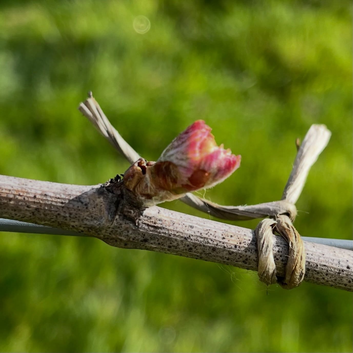 Pinot Noir, Burgundy clone, this morning. 😳