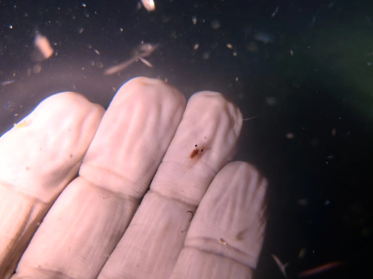 Tiny wonders of the deep!
Spotted this microscopic shrimp larva during a magical night dive at Chidiyatapu, Andamans. It’s incredible how much life thrives in the dark when you really stop and look. One of the most surreal encounters I’ve had underwater.
Shot on: @oneplus @oneplus_india with @divevolk
@divevolk_maldives
Location: Chidiyatapu, Andaman Islands
#NightDive #UnderwaterMacro #Chidiyatapu #AndamanIslands #OceanLife #MacroPhotography #DivePhotography #ScubaDiving #PlanktonParty #TinyCritters #UWMacro #MarineLife #ShrimpLarva #UnderwaterWorld #BluePlanet #OceanWonders #MicroCritters #DiveIndia #MarineBiology #UnderwaterLove