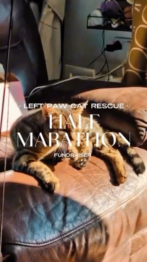 Reminder that Gemma is running Redditch half marathon in June in order to raise funds for the rescue - if anyone would like to support her/us there is a go fund me that all the donations are being donated to, and it comes directly to the rescue☺️🤩This is a massive help for us as every penny truly does count with 36 cats/kittens in care currently with some of them having some pretty complex issues (Fred’s leg, Nalas seizures, Tallulahs wound..)
Thank you xxx
https://gofund.me/f54fbc7a7