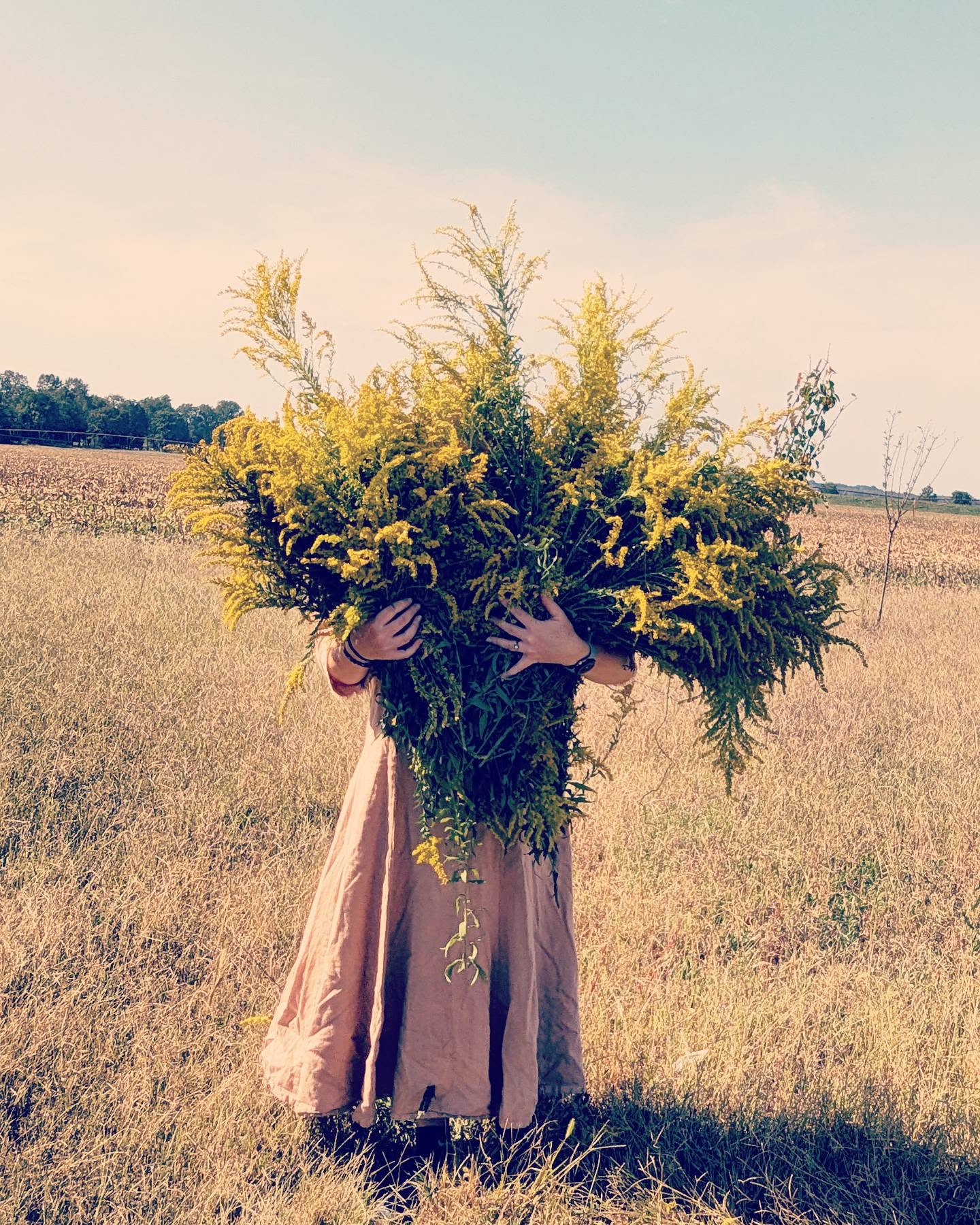Goldenrod gathering for naturally dyed bandanas. Find yours at @maysnightmarket next Friday 9/27
...
#naturaldye #naturaldyes #naturaldyeing #flowerfarm #tiedyefashion #naturalpigments #handmade #handmadeclothing #westernfashion #slowfashion #maker #foraging #forage #gyo