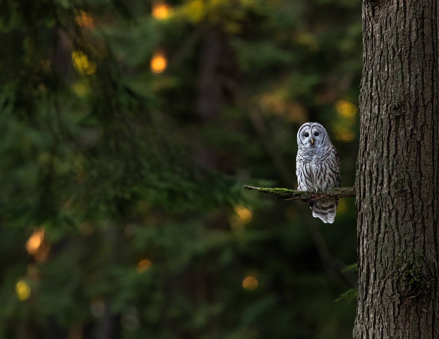 Barred Owl at last light in the lush woods of BC.