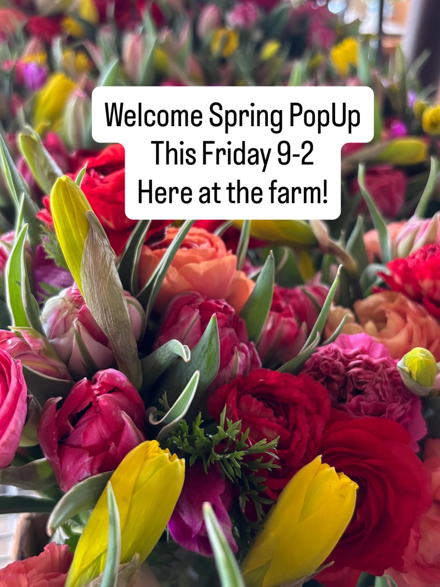 Emergence celebration!
Easter preorders close TOMORROW
Welcome Spring PopUp here at the farm THIS FRIDAY, April 3, 9-2.
Tulip bunches, bouquets, arrangements and spring twig wreaths galore.
We can’t wait to welcome you back to the farm!
2428 Walnut Bottom Road, Carlisle.