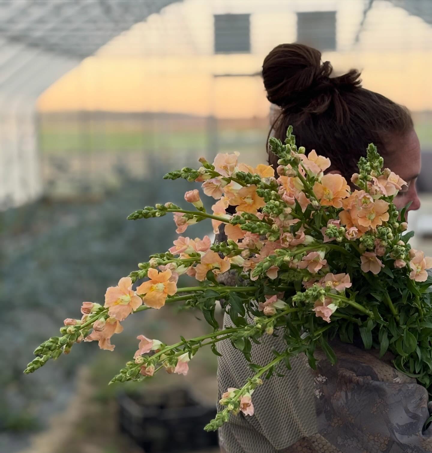 We love our Tulips, but couldn’t pass up a photo op of these perfect snapdragons while cutting them last night. These beauties were all 2-3ft tall with amazing blooms. We will be cutting over wintered snapdragons, delphinium, calendula, statice, eucalyptus and more as Spring keeps Springing. Call or msg for orders.
.
.
.
.
.
#spring #springtime #snapdragons #flowers #cutflowers