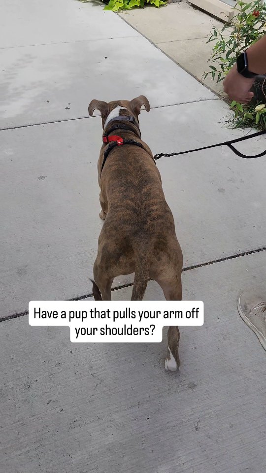 Leash walking is one of the top inquiries I get so I put together a Leash Walking Survival Guide for you ✨️
It is totally free so get yours right now so you can start walking like a pro by summer
Comment "WALK" so I can send you the special link