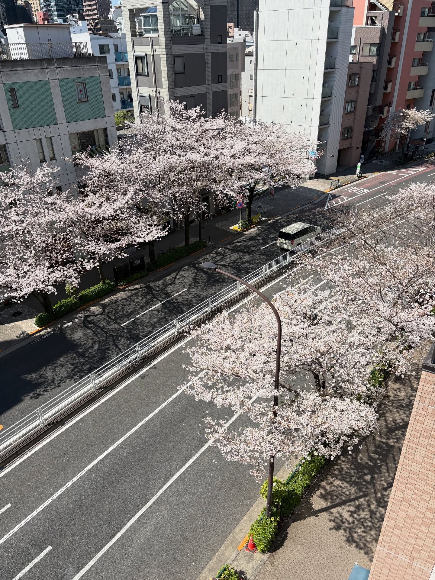 久しぶりの快晴。当店下の桜並木が見頃を迎えました。
#広尾美容室
#プライペートサロン
#花見
#明治通り
#桜並木
