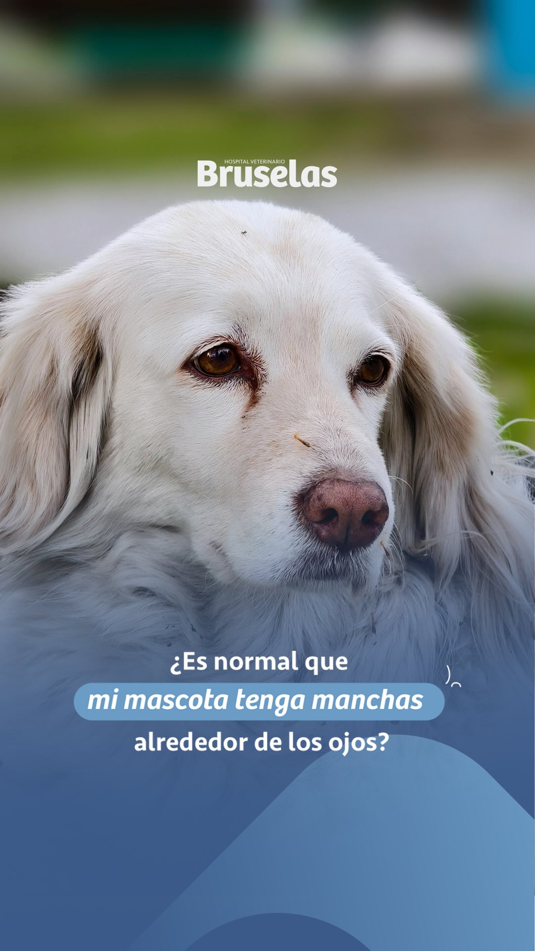 Muchos tutores creen que las manchas alrededor de los ojos son normales… pero no es así 👀🐶
En algunos casos, pueden ser señal de:
⚠️ Irritación constante
⚠️ Problemas lagrimales
⚠️ Infecciones
Por eso, no deben normalizarse y siempre acudir a una valoración médica 🩺
Detectar a tiempo puede hacer una gran diferencia en la salud de tu mascota.