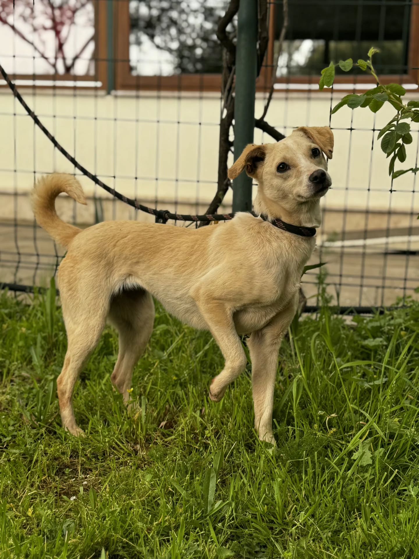 New on our website and available for adoption: Natti: a small dog with a big personality and a diva in the making, who can't wait to leave the enclosure and have a home of her own!
Find out more about her here: www.melezdogrescue.com/natti