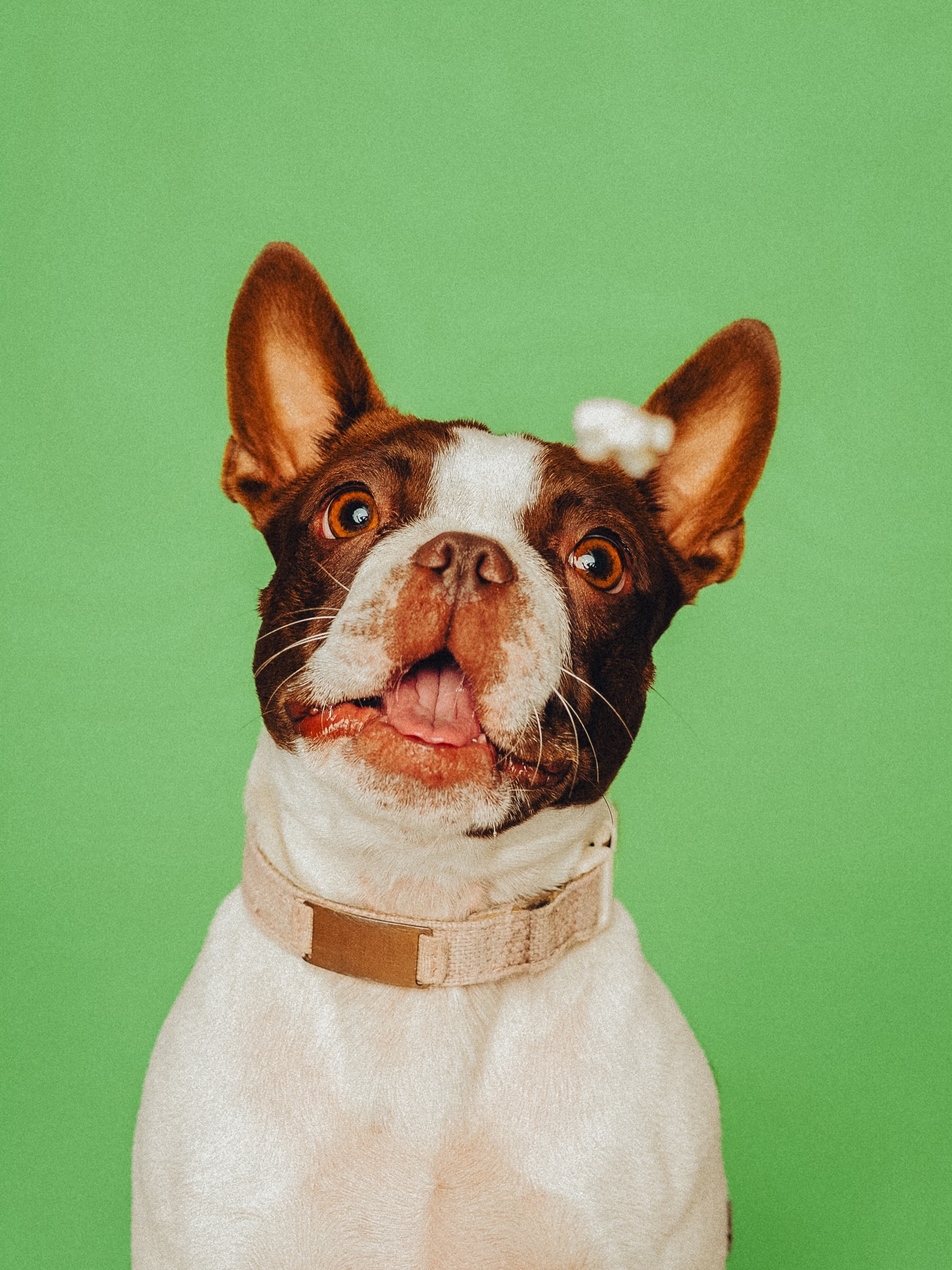 Cutie pies in black, white, and retro.
What vibe do you like best?
#petphotography
#losangelesphotographer #thousandoaksphotographer #doglover
#petportrait