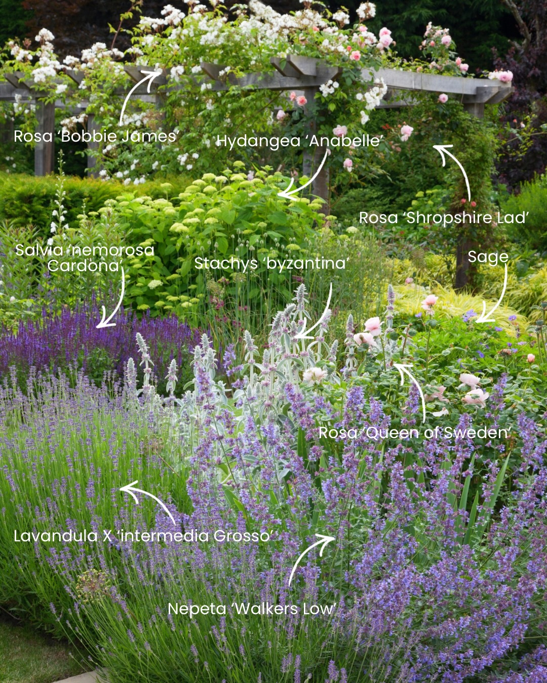 Companion planting that works as hard as it looks beautiful.
‘A Shropshire Lad’ and ‘Bobbie James’ climbing through the pergola, with ‘Queen of Sweden’ below — all supported by a carefully considered underplanting of lavender, nepeta, sage, stachys and salvia.
Companion planting under roses does far more than fill space. It creates a natural ecosystem — helping to deter pests like aphids through scent, attracting beneficial insects such as ladybirds, and reducing disease spread. It also acts as a living mulch, retaining moisture, suppressing weeds and softening bare stems.
The result? Healthier roses, richer biodiversity, and a garden that looks good for far longer.
Good rose planting is never just about roses.
⸻
ABOUT: Joe Perkins Design is a multi-award-winning landscape design consultancy, creating innovative outdoor spaces that celebrate the environment, wildlife, and biodiversity. Working across the UK and internationally, we partner with clients who share our passion for sustainable and visionary design. Discover more about our work at: www.joeperkinsdesign.com
📸: @aguittenyphoto