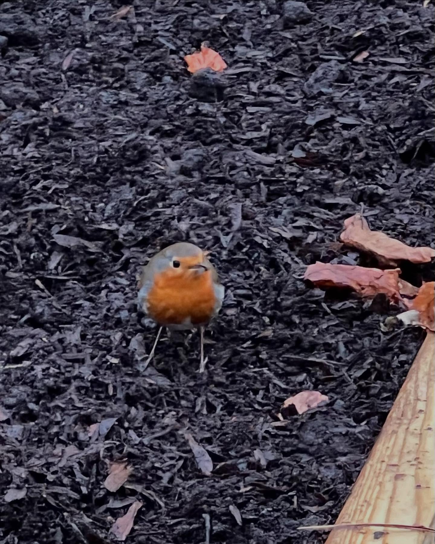 Happy New Year! A few hours outside today rewarded me not only with feathered friend company and calm but a rainbow and numerous scented winter shrubs starting to impress. #wintergarden #robinredbreast