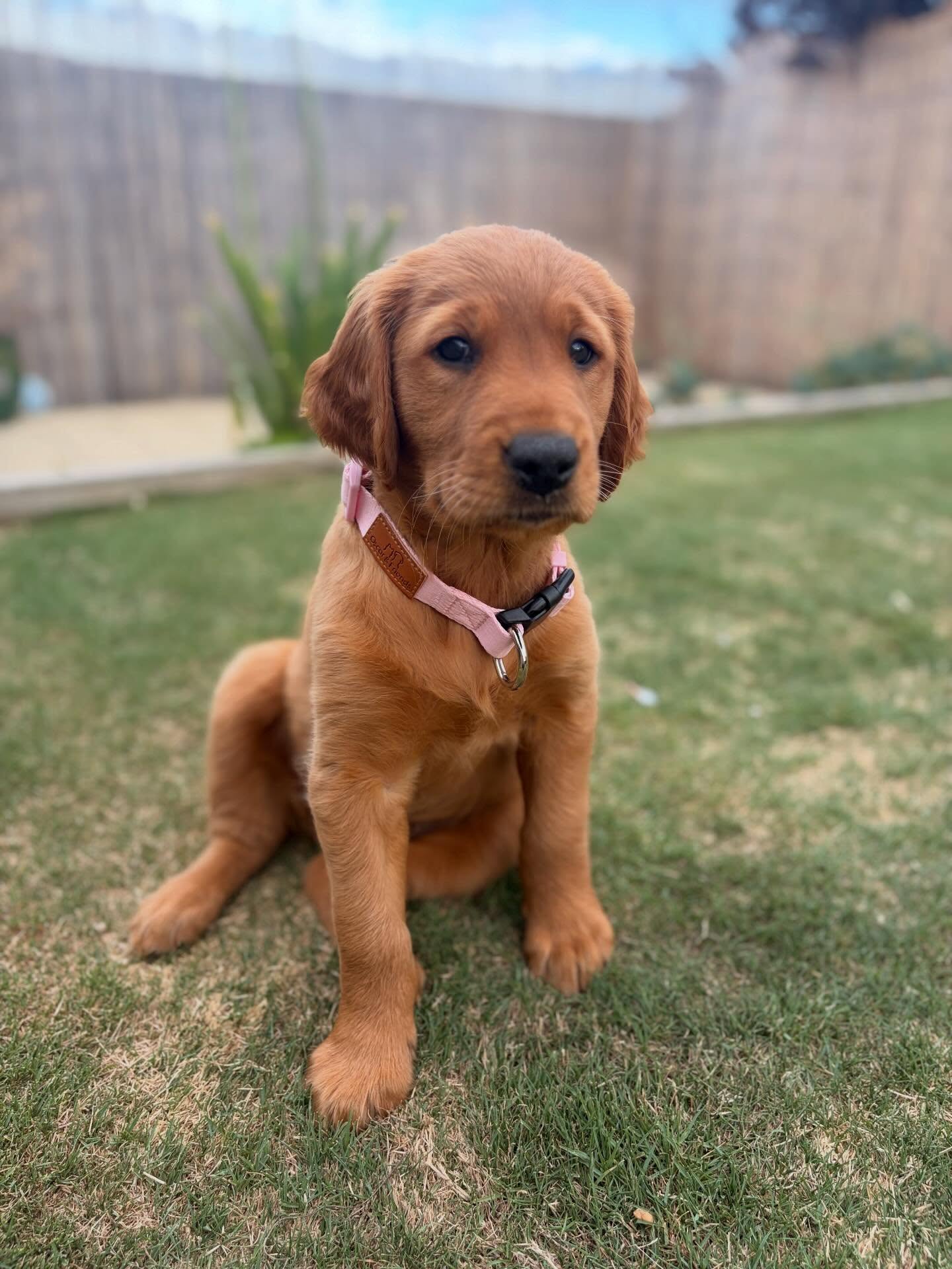 Introducing… Miss Ella Rose
Our family’s new addition. ❤️
If you’ve got a debrief booked with me soon, don’t be surprised if a little guest joins us online!
#birthdebrief #goldenretriever #puppy