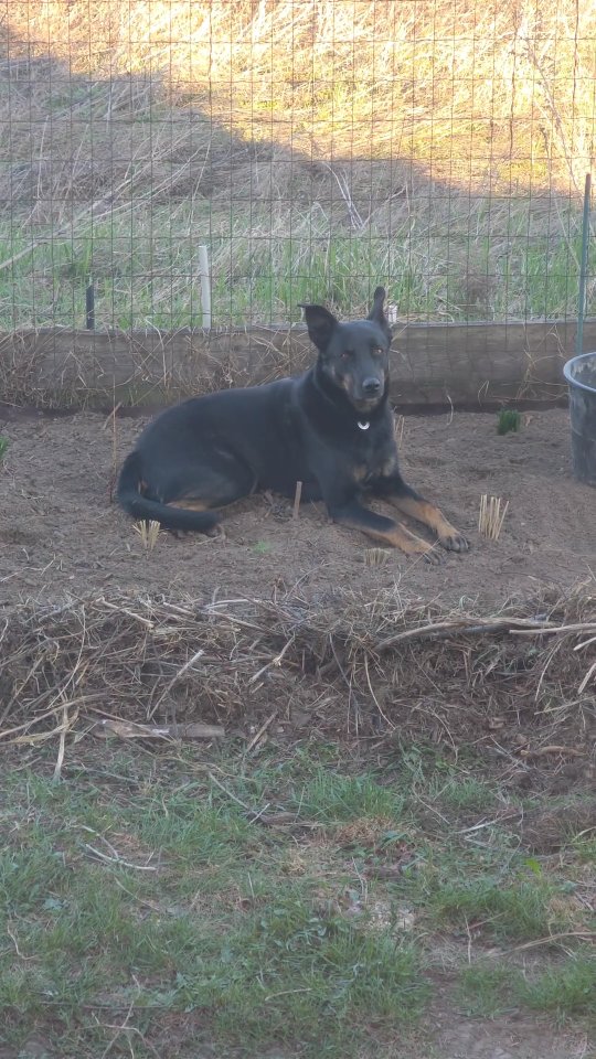 Із вільних шматків експериментальної пирійної зони вздовж паркану у мене залишалася одна, яка не зайнята всіляким хламом і яку я не завершила минулого разу.
⠀
Конкретно на цьому прольоті мульча також складалася декілька сезонів, але видно у меншій кількості.
Бо на закінченій ділянці, фактично весь пирій перейшов з нижнього шару грунту у мульчу, і його було легше перегребти і вибрати (хоча я робила це частково, без переконування всієї ділянки). А в цьому прольоті, майже весь пирій в товщі грунту, і крім коріння пирію нічого більше нема (тобто це не так само як дернину з травою копати).
Тож цю ділянку я вирішила максимально вибрати коріння, а відповідно, довелося копнути.
Нагадаю, що задача послабити пирій, і дати шанс нововисадженим і посіяним рослинам, стартонути, а далі пирій хай собі росте 🙈
⠀
Після 4 годин копання я там вже вмирала. Але як почала, то нема чого цей триндець розтягувати. Тож що було із необхідних рослин під рукою копнути і пересадити, те й одразу перенесла. Поверху, як і в попередньому засинала все сумішшю насіння.
По часу зайняло як два попередні прольоти разом.
⠀
Нібблєр звісно ж одразу пішов оцінювати мої старання. На 2 зони, які я раніше доробила, я поставила тимчасову вольєрну загорожу, щоб він не робив собі там лежанки і копанки. А цю зону у мене просто немає чим загородити.
⠀
Колись з обох боків від цих ділянок ми розгребемо свої срачі і я зможу знову покопати 😂