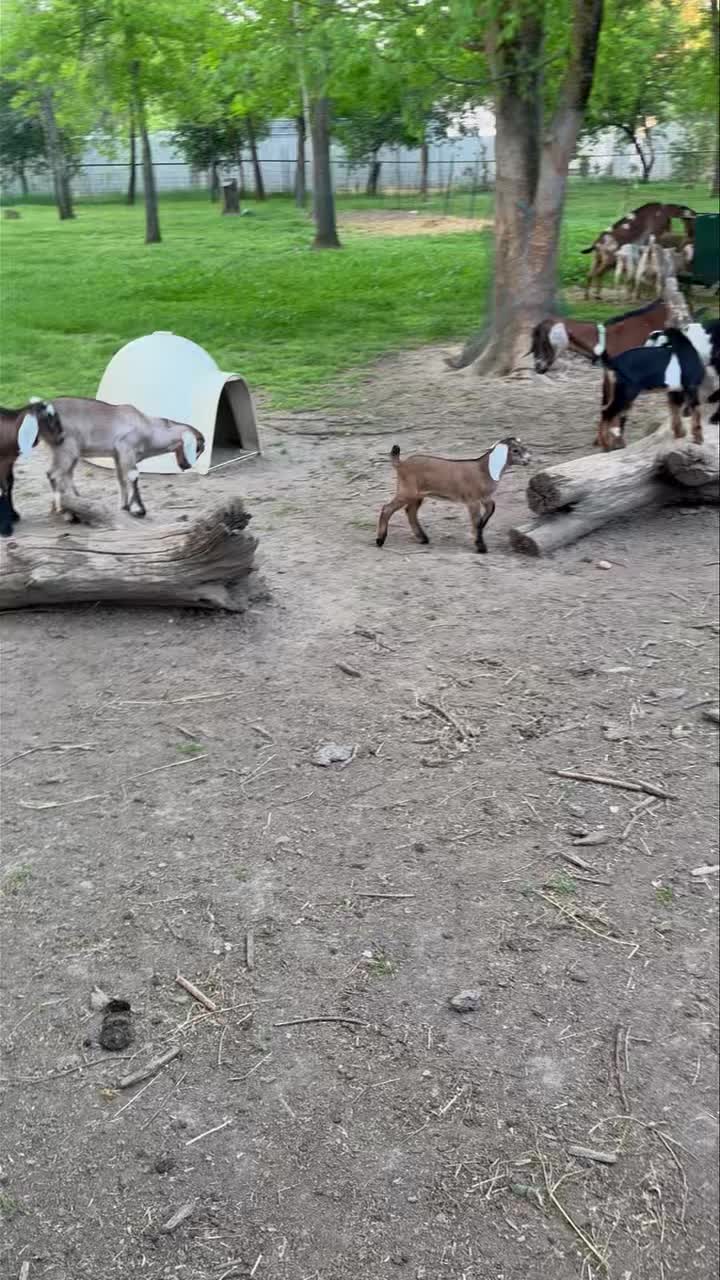 Palo Cedro CA-Registered Mini Nubian goats. Doelings, bucklings and wethers. Yearly clean health tested herd. Many lines with milk production stars. All polled or disbudded. Some on a bottle can leave now. Discounts on multiples.