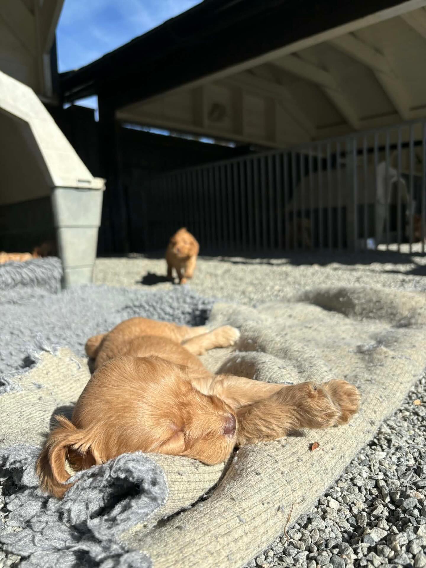 Påskeidyll med små poter 🐣☀️
Valpene våre nyter påsken ute i solen – utforsker verden, leker og koser seg i vårværet 💛🐶
Det er noe helt eget med valper som oppdager gresset, luktene og livet ute for første gang!
Rolige, trygge og nysgjerrige – akkurat slik vi ønsker at starten på livet deres skal være 🌿
God påske fra oss og de små 💛
