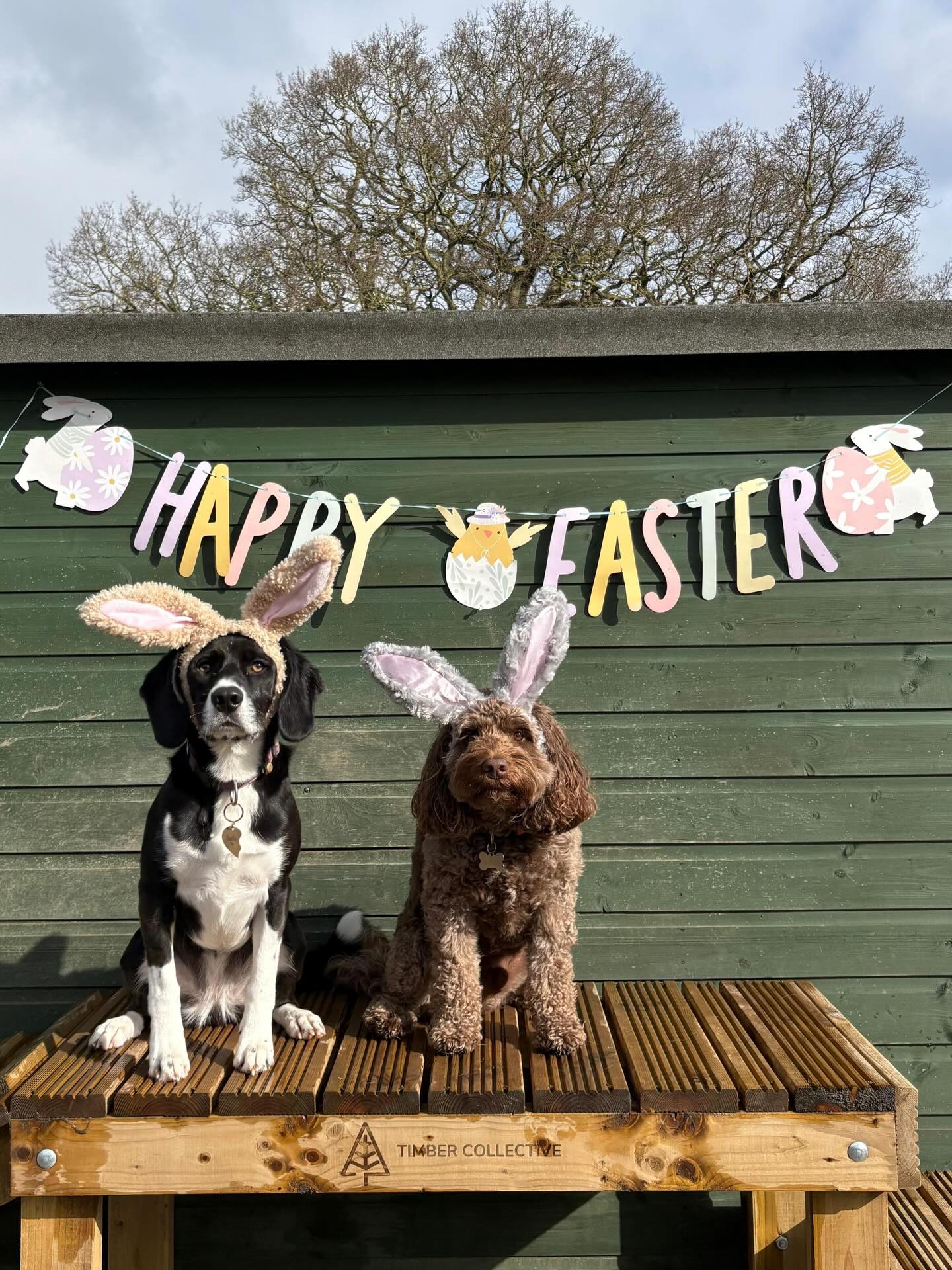 Some more Easter Bunnies 🐰 #EasterDogs
#DogDaycareUK
#DerbyshireDogs
#CastleDonington
#DogReels