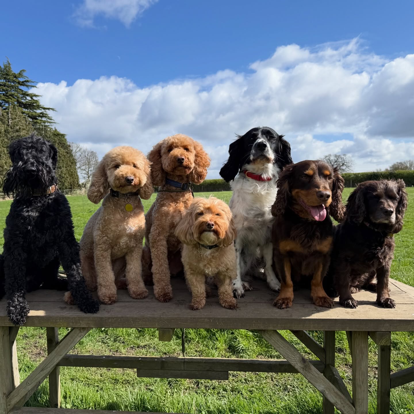 What a great week we’ve had at Paw Behaviour! Lots of very positive lessons, confidence built and happy dogs! And the big news… after a miserable and wet winter, this week has seen our first grass cutting of 2026. Come on summer, we’re ready now!