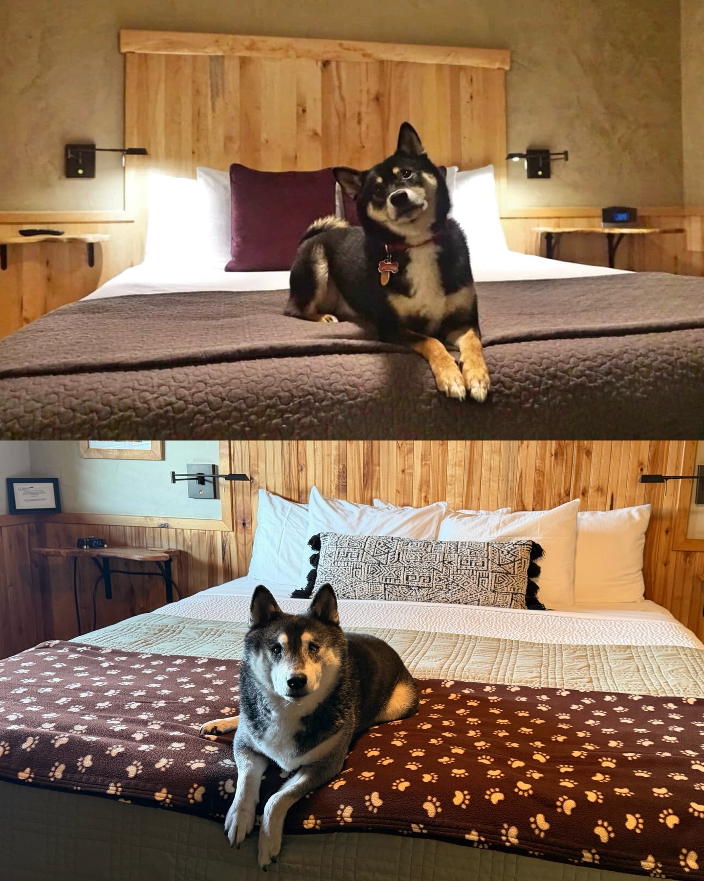 This is one of our favorite long time guests âTsunamiâ and his first stay in 2016 and what may be his last trip to Wall Street Suites this past weekend â¤ď¸ đžđś
We truly thank you for all of your visits! Hang in there little buddy!!!! #wallstreetsuitesbendoregon #dogfriendlyhotels #downtownbend