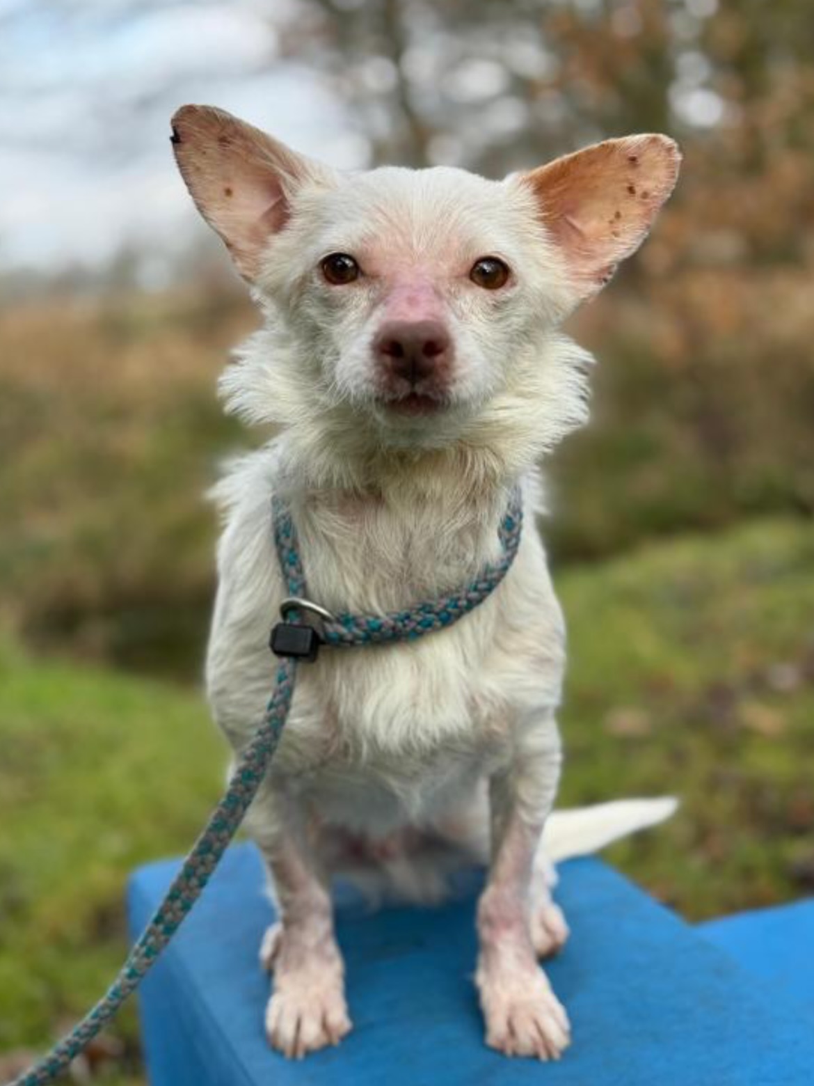 Meet little Rivi 🤍
Rivi is a tiny 5 kg sweetheart with a huge heart. Despite a very difficult start in life, he is incredibly loving, cheerful and grateful for every bit of attention he gets. He adores people, loves cuddles and gets along beautifully with other dogs.
He walks nicely on the leash and enjoys going out, although busy traffic can still be a little scary sometimes. With a patient family by his side, his confidence will continue to grow every day.
Rivi does have Sebaceous Adenitis, a manageable skin condition. He receives daily medication and regular skin care with oil. It doesn’t slow him down at all, he lives every day as if it’s the best day ever. His fur may never fully grow back, but his joy, sweetness and playful spirit more than make up for it ✨
Rivi is looking for a loving home with people who enjoy walks, cuddles and giving this brave little boy the happy life he truly deserves.
Could you be his forever family? 🐾
#adoptdontshop #rescuedog #adoptdog #foreverhomewanted #dogrescue