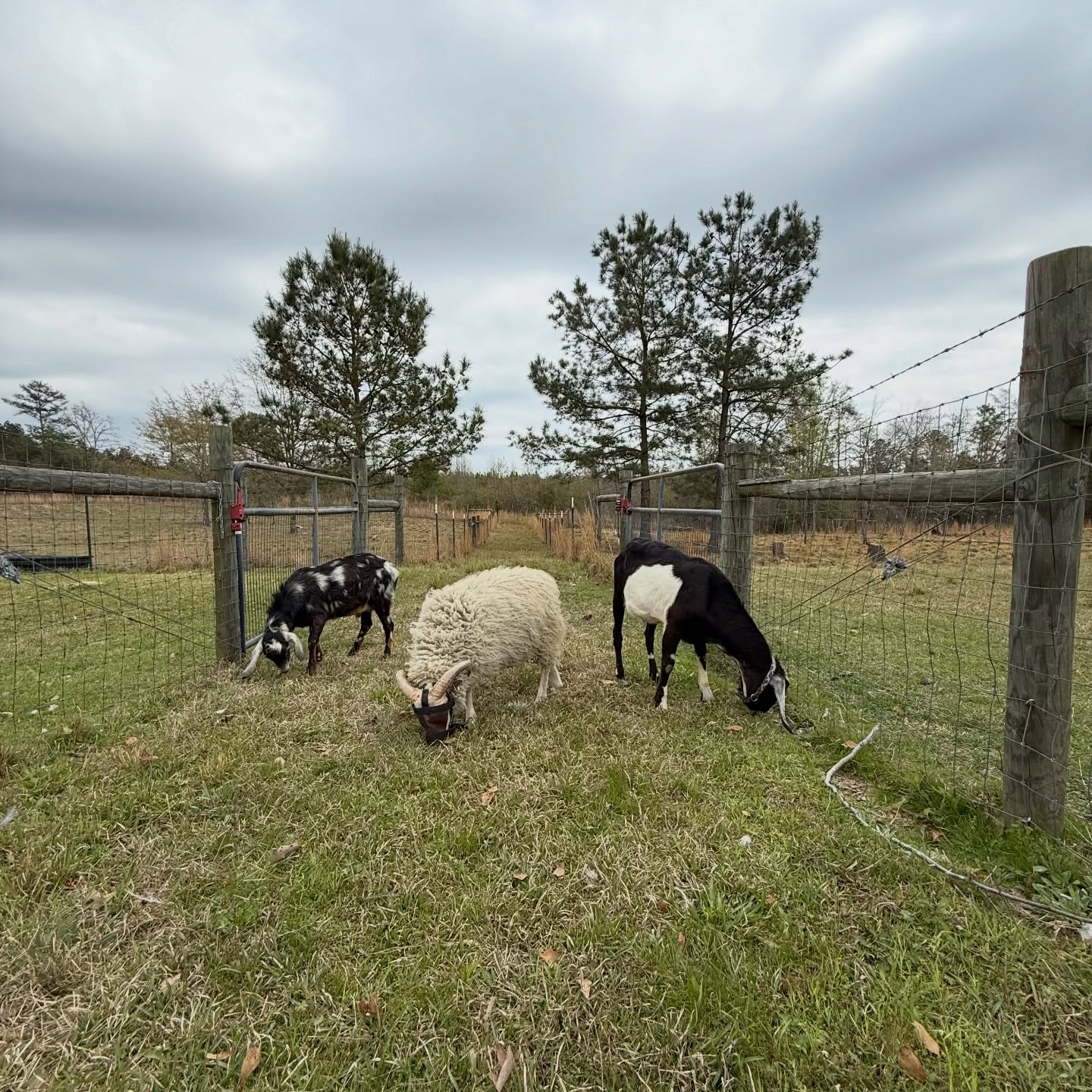 Let the boys out to do some cleanup in the alley. The guards watched for a few minutes before they decided i could handle it and then they took a nap. They mostly sleep during the day and patrol at night when the predators come out.