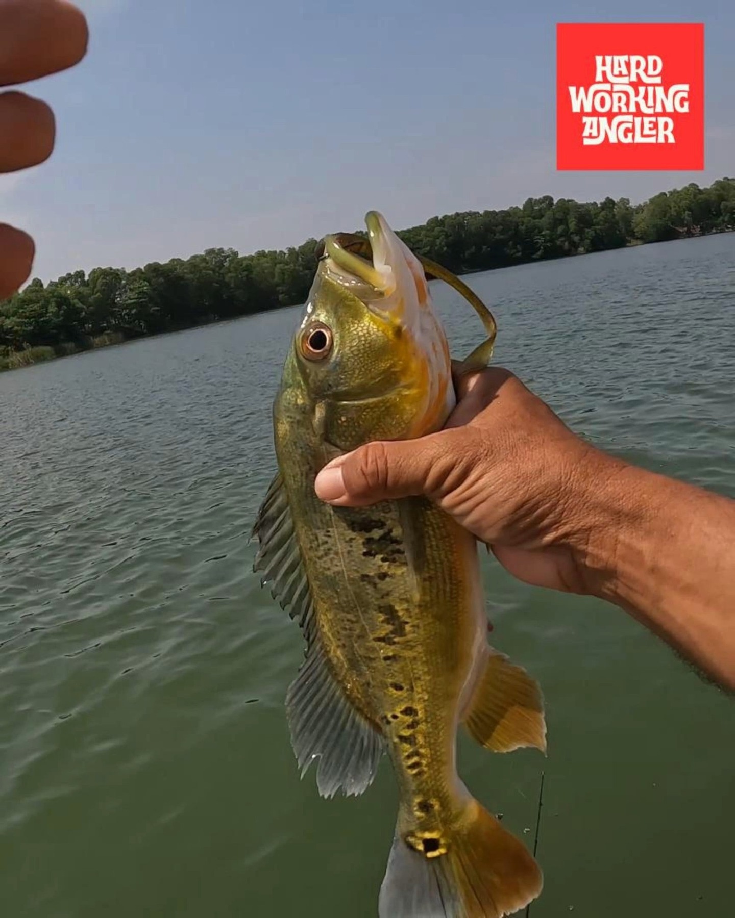 Worming is actually a simple technique, but it works really well at Tasik Prima when done right. I usually go with soft plastic worms 4 inches and above, rigged either on a Texas rig or a free rig, depending on the spot and conditions.
This technique comes from bass fishing, but it’s now widely used for peacock bass here in Malaysia. Especially when the fish are less aggressive or have been pressured, worming can really save the day.
There’s no need to rush it. Let the worm sink, then work it slowly. Sometimes just letting it sit near the bottom or next to structure is enough — that’s usually when the strike comes.
At Tasik Prima, there are plenty of spots with structure — edges, submerged wood, or even areas that look empty but actually hold fish. Texas rig helps you get through cover without snagging, while free rig gives a more natural fall.
If you get the timing and placement right, this technique will deliver. Nothing fancy — just patience and reading the water properly.
More info: https://www.hardworkingangler.com
#peacockbassfishingguidemalaysia #hardworkingangler #fishing #peacockbass #visitmalaysia