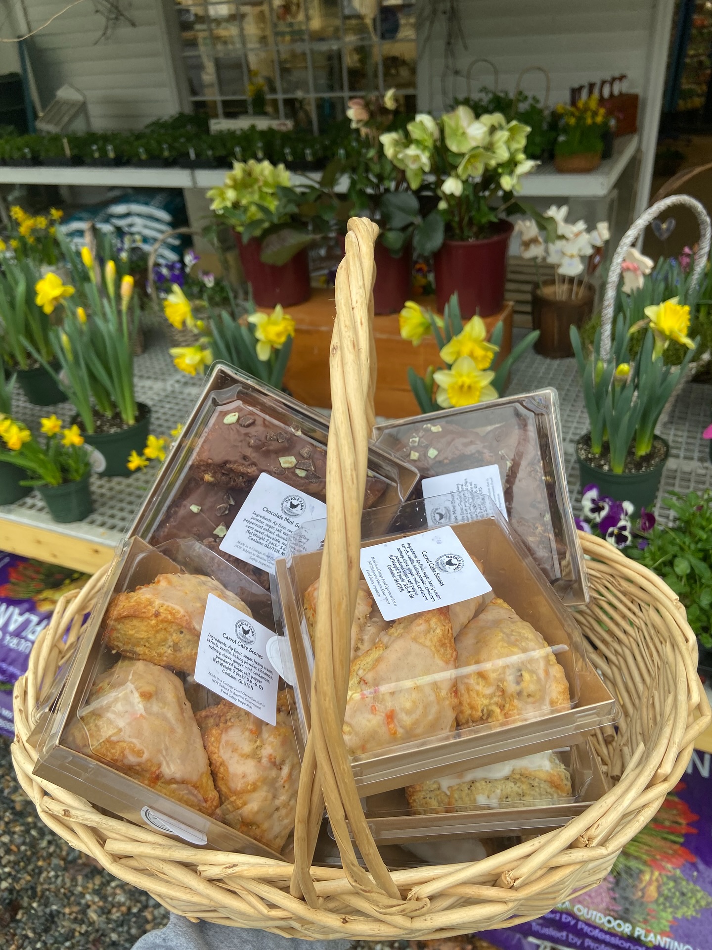 The Easter bunny visited Sages Garden Center this morning to drop off a fresh batch of mini scone samplers! Lemon Poppy seed 🍋 Carrot Cake 🥕 and Mint Chocolate Chip 🍫
There is a limited amount so be sure to stop in, and grab a pack of scones along with some beautiful hyacinths, daffodils, pansies and more.
Also they have the cutest flour arrangements in baskets 🧺 🌼 that would make a really thoughtful host gift for those traveling for easter this year!
@sagesgardencenterct