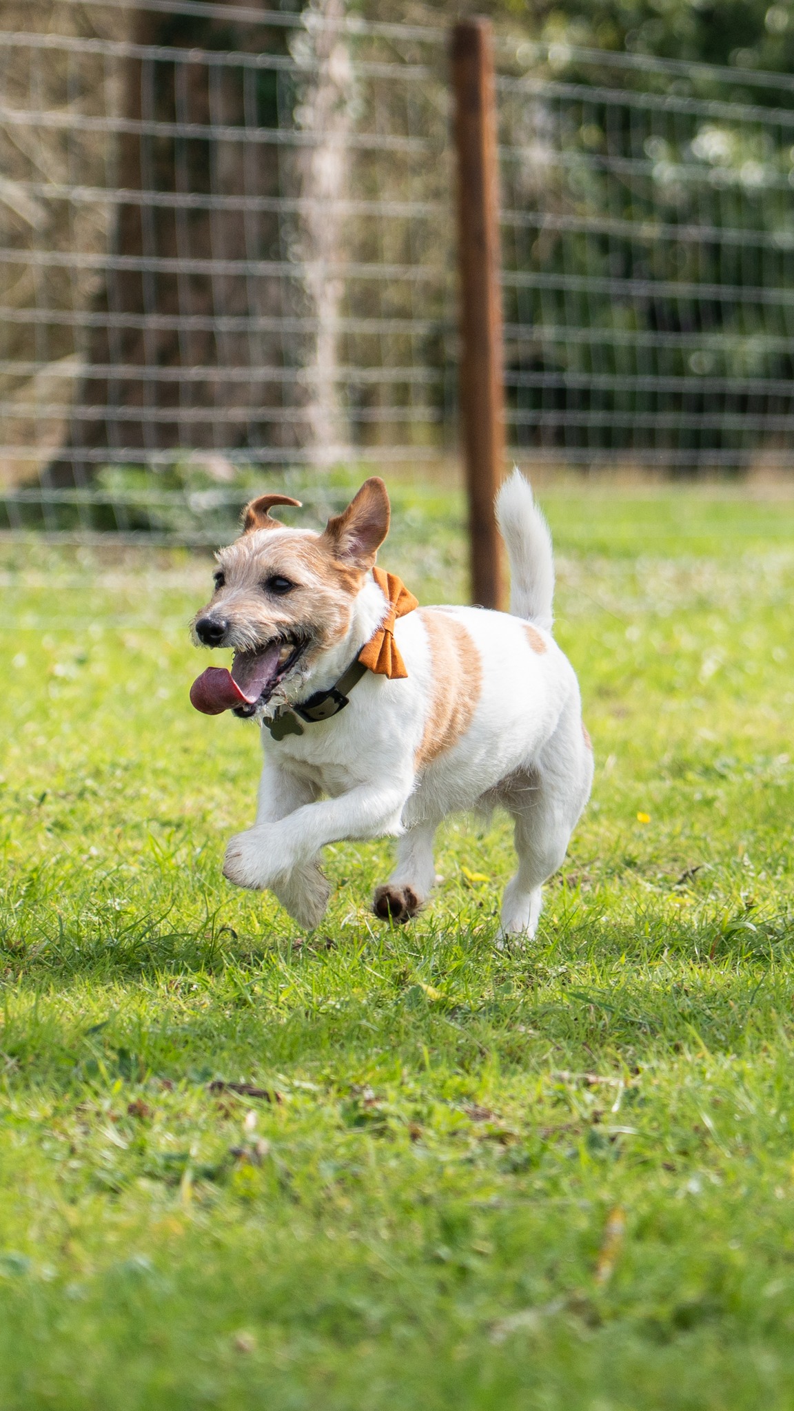 In just under a month, the Dog Paddock has become a much loved corner of the grounds, buzzing with wagging tails 🐾
If you haven't checked it out, you can book via the link in our bio ✨