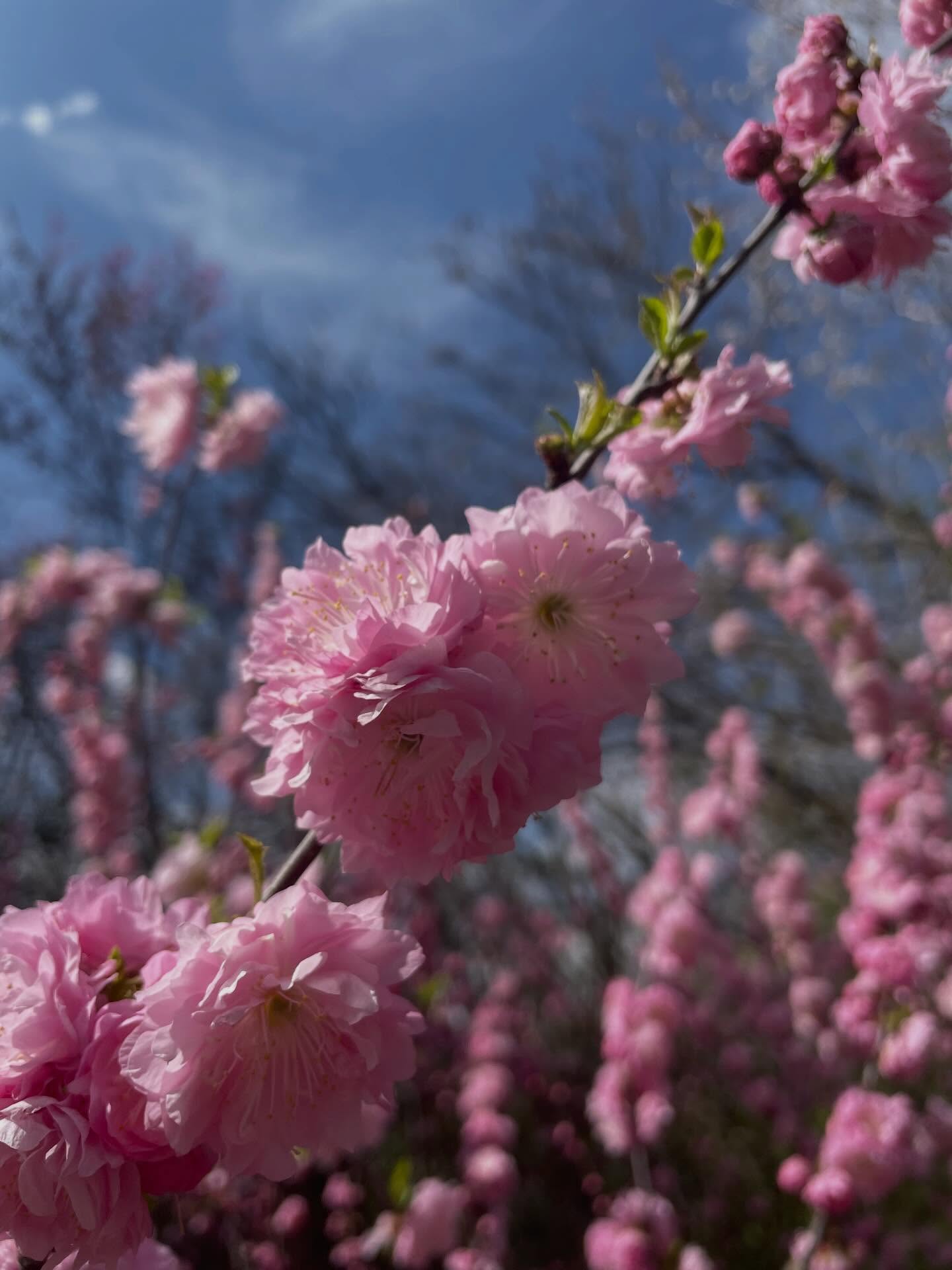 Flowering Almond