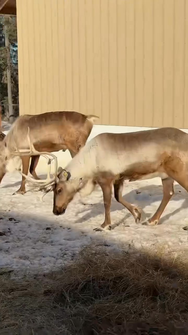 Rein wanted her own video #Alaska #reindeer #appreciation #meet