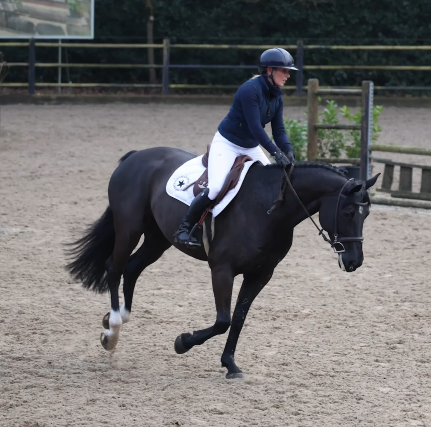 ✈️ 🇺🇸 Congratulations to the new owners of sweet Cadisa and Kipling who are both stateside bound. Thank you to everyone involved.
⭐️ Still a few others to grab from this last group! Hunters and Jumpers available. ⭐️ Hit the website link in bio.