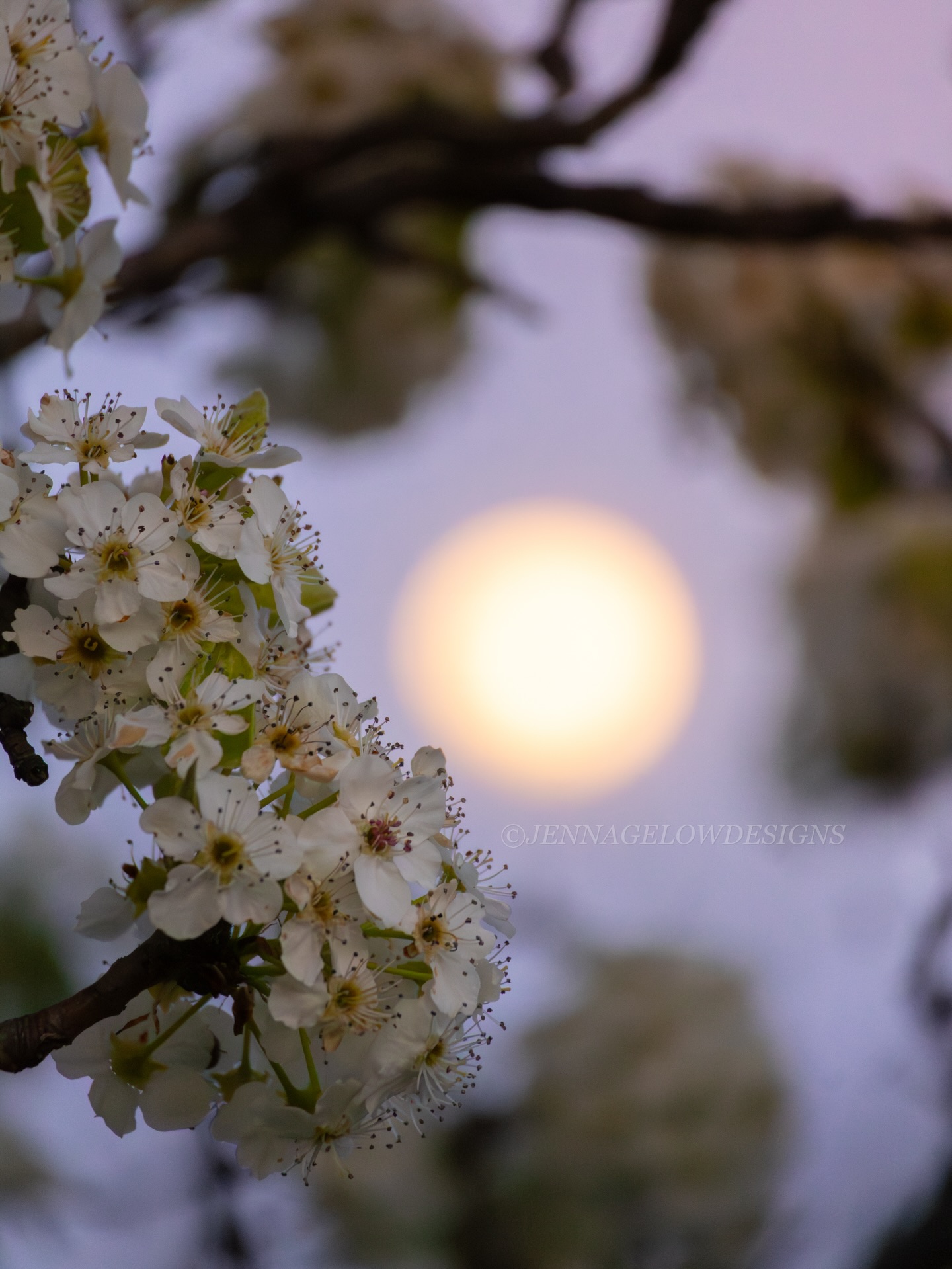 Sometimes you just have to look up at the moon.
It might not have a loud engine or a fresh paint jobโ
but itโs a reminder to slow down in a life that rarely does.
Spring light, fresh blooms, and a moment that doesnโt ask for anythingโjust your attention. ๐
#photographer #visualstorytelling #brandphotographer #creativeprocess #shotoncanon