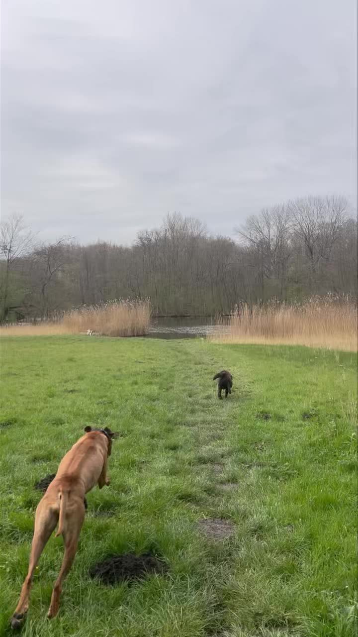 Een hele goede Goede Vrijdag! 😉 deze toppers vermaken zich uiterst. 😍
🐾 Fendi, Sam, Fellow, Noor, Nala en Beau