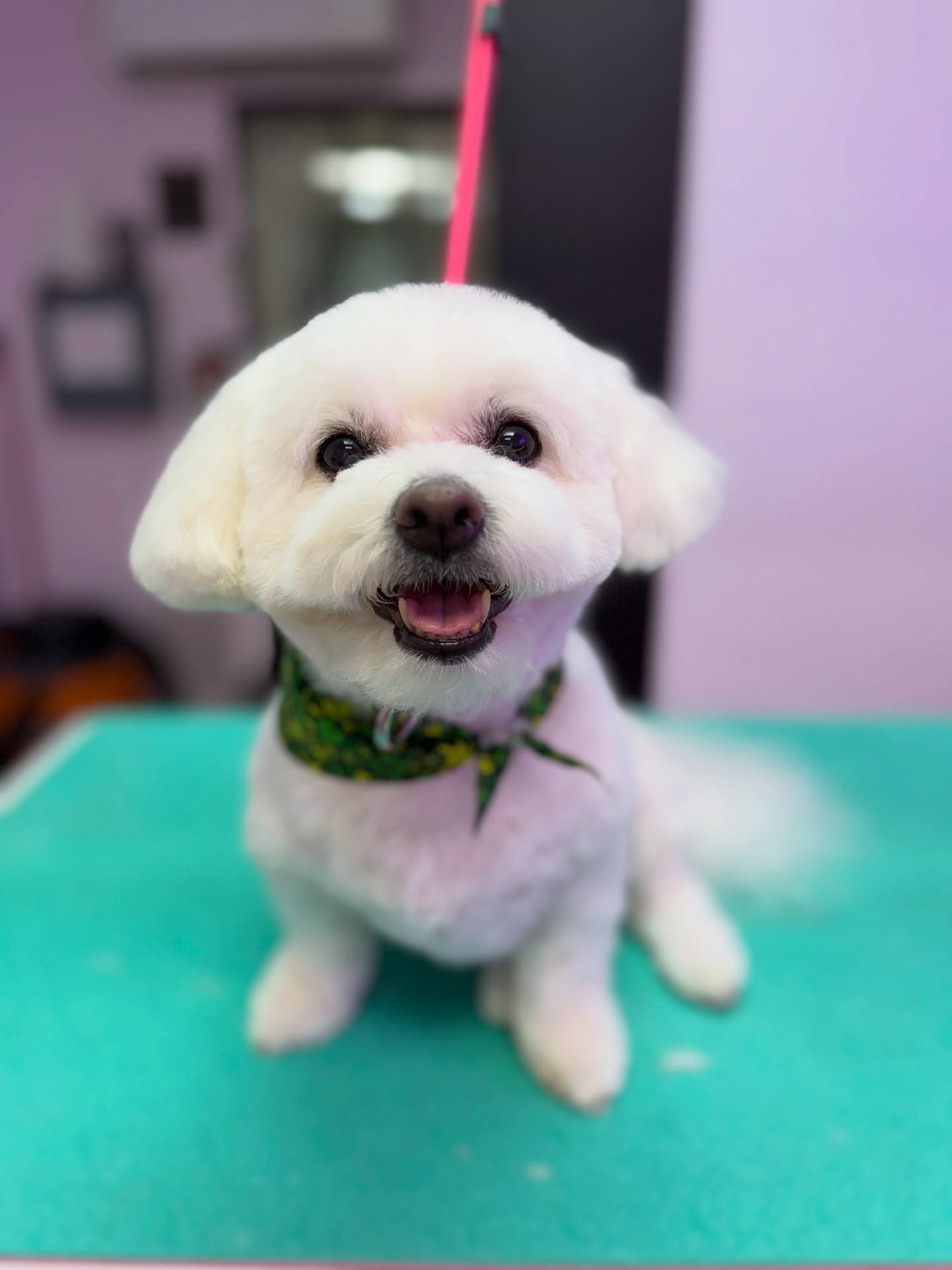 It’s feelin’ like the weekend! Chloe is ready to have some Easter fun 🐣💕