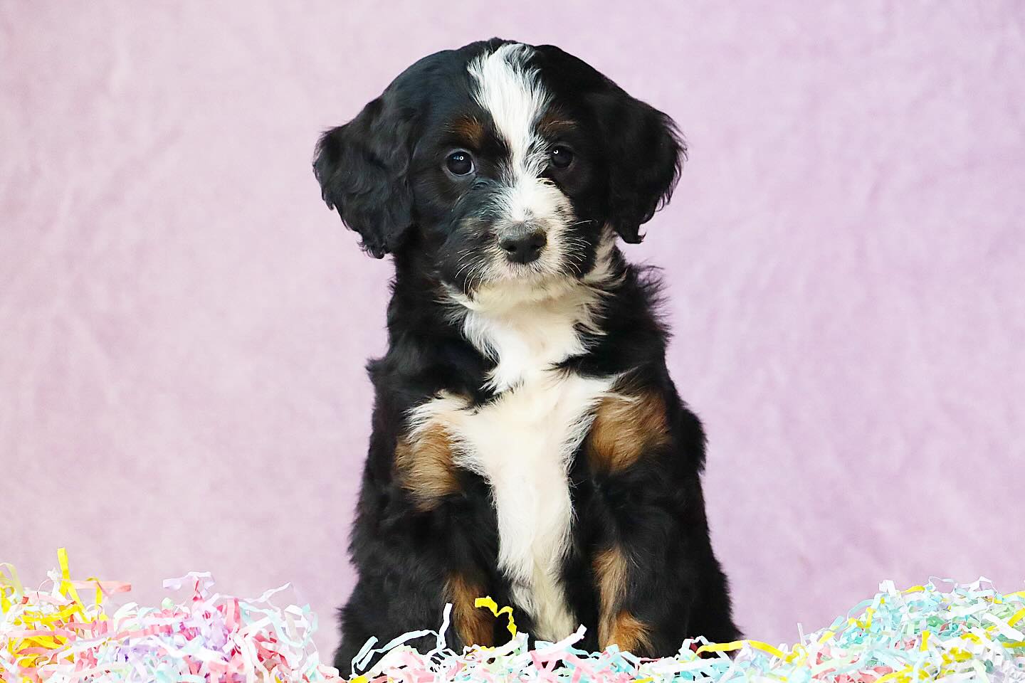 Muffin and Kippers medium F1 babies are just perfection! #LKBernedoodles