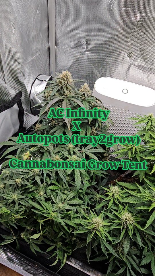 Dialing things in with this 2×4 setup from @acinfinityinc , running their full kit with integrated lighting, inline fan, and controller. The environment stays consistent, which makes it easier to focus on what the plant is actually doing rather than constantly chasing conditions. Paired it with the Tray2Grow system from @autopot_global , which has been a game changer in its own way. The whole idea behind it is simple but powerful, the plant controls its own intake. Water and nutrients are only pulled as the plant needs them, so uptake is always in sync with growth.
That combination of a stable environment and plant-driven feeding really shows over time. You start to see more consistent structure, healthier development, and a smoother overall cycle. Running @_mephistogenetics in this setup again, and it’s doing exactly what it’s supposed to do; responding to the conditions and expressing itself without needing to be forced.
Everything working together, letting the plant lead the process.
If you’re looking to build something similar, you can use code cannabonsai for discounts with AC Infinity, AutoPots, and Mephisto Genetics.