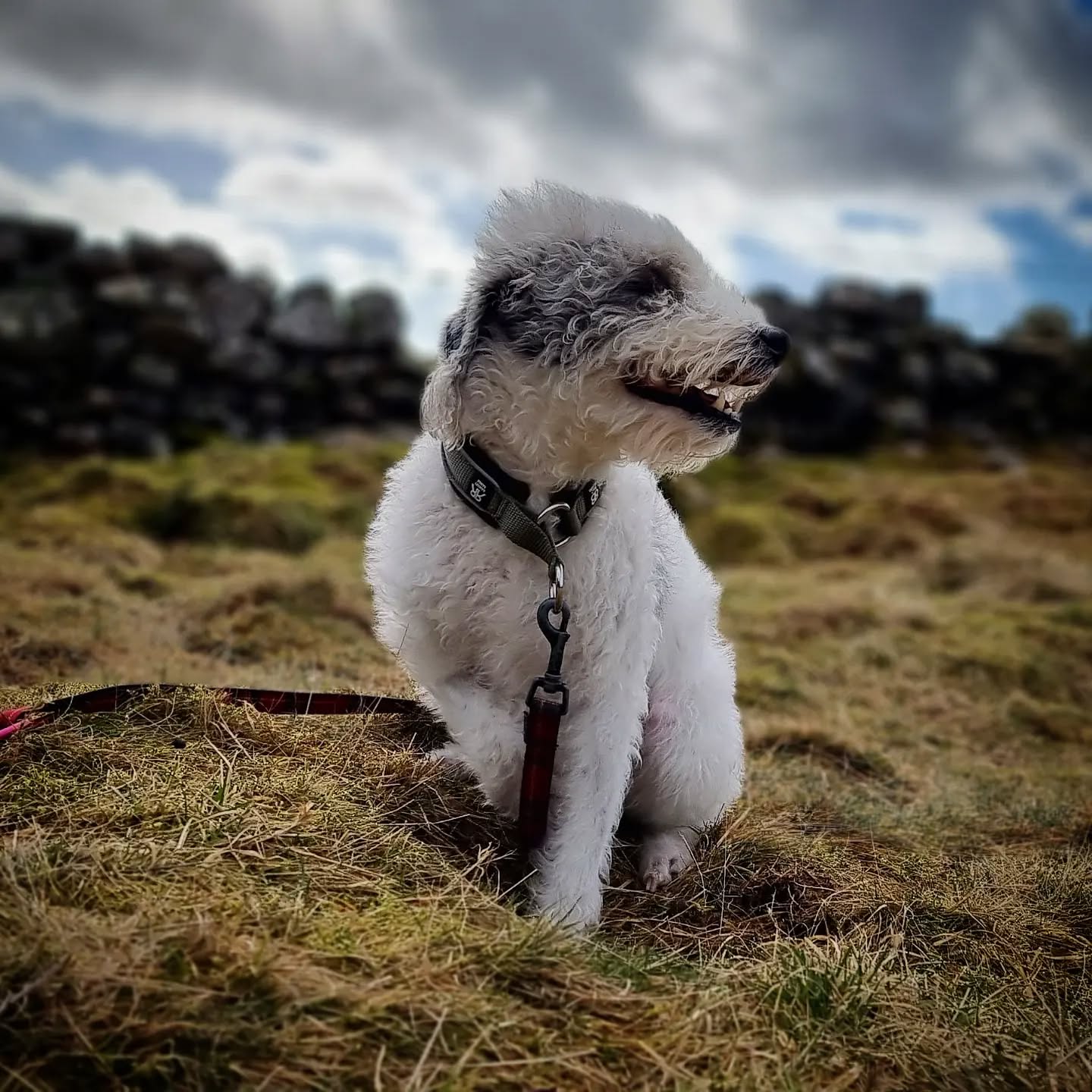 Harris
#harris #bedlintonterrier #terriermix #dogsofinstagram #dogsofinsta #instadogs #dogs #dogphotography #scotland #dogstagram #dogs_of_instagram #dogsofinstaworld #dogslife #happy #goodboy #dogsofig #instagramdogs #dogoftheday #adventurewithdogs #dogsdaily #lovedogs #dogslover #doglife #instadog #dogsdaily #dogwalking #dog #instagramdog #dogscorner #doggy #dogsonadventures