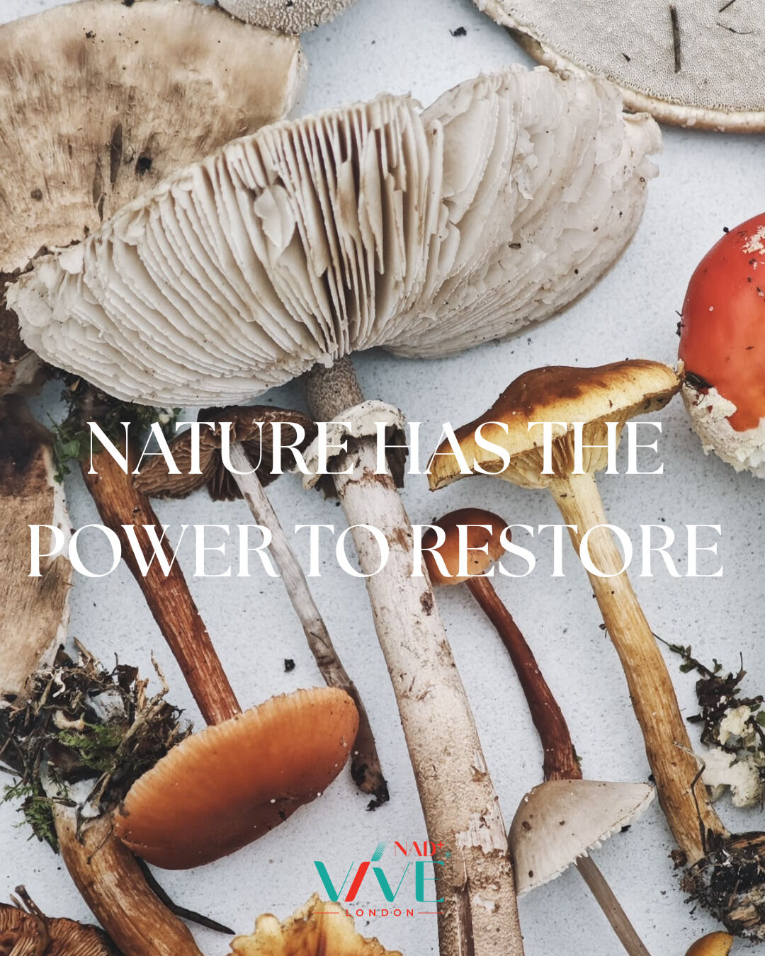 Combining NAD⁺ support with functional mushrooms gives a holistic nature-backed approach to health.
Swipe for a brain-boosting Mushroom and Spinach stir-fry.
#nadplus #vivenad #wellness #mushrooms #wellnessrecipe