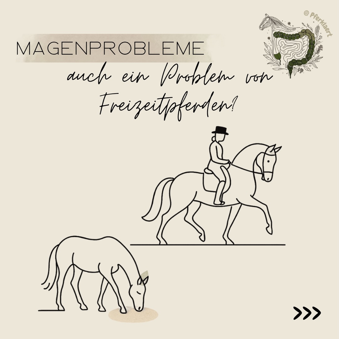 Magengeschwüre werden oft als
„Managerkrankheit“ bei hochtrainierten Renn- oder Sportpferden abgetan. Die aktuelle Studienlage und physiologische Erkenntnisse zeigen jedoch ein deutlich anderes Bild: Auch Freizeitpferde sind in erheblichem Maße betroffen.
Unter dem Sammelbegriff Equine Gastric Ulcer Syndrome (EGUS) werden dabei alle entzündlichen und geschwürigen Veränderungen der Magenschleimhaut zusammengefasst.
❗️Entgegen der weitverbreiteten Meinung, dass ein entspanntes Leben auf der Koppel vor Magenproblemen schützt, belegen zahlreiche internationale Studien hohe Prävalenzraten bei Freizeitpferden:
Eine Studie von Niedźwiedź et al. (2013) ergab, dass 59 % der Freizeitpferde mit milden Symptomen und sogar 40 % der völlig gesund erscheinenden Pferde Magengeschwüre aufwiesen.
Luthersson et al. (2009) stellten bei 53 % der
untersuchten Reitpferde Geschwüre fest.
Bell et al. (2007) fanden bei Freizeitpferden in
voller Arbeit eine Betroffenheit von 60 %.
Während Sportpferde oft unter Schäden im drüsenlosen Teil (ESGD) leiden, zeigt eine retrospektive Studie von Hepburn (2014), dass bei Freizeitpferden häufig die drüsenhaltige Schleimhaut (EGGD) betroffen ist, deren Entstehung komplexer ist als die reine Einwirkung von Säure.
Die Ursachen für Magengeschwüre sind multifaktoriell und hängen oft mit Managementfehlern zusammen, die auch in Freizeitställen vorkommen.
Wahre Prävention beginnt damit, die physiologischen Bedürfnisse des Pferdes zu verstehen, statt sich auf Pauschalantworten zu verlassen.
Möchtest du tiefer in die faszinierende Welt des Pferdemagens eintauchen? Mein Skript „Magen & Magenerkrankungen“ bietet dir auf 270 Seiten fundiertes Wissen, klare Erklärungen und wissenschaftliche Einordnungen.
🔗Den Link zum Skript findest du in meiner Bio.
👉🏻Und bis zum 15.04 gibt es das Skript auch noch zum Einstiegspreis mit 10€ Rabatt!
Hatte dein Pferd schonmal Magenprobleme und wie hat sich das geäußert? Schreib mir deine Erfahrungen gerne in die Kommentare!⬇️💬