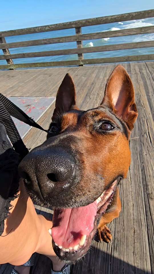 Rieka is in Daytona! Last time for the foreseeable future! Unless someone down here decides to get one of her puppies 😉
-
Laizhou hong chinese red dog
-
Nothing for sale, DM to inquire about the breed!
-
dutch shepherd sighthound #rarebreed #protectiondog #chinesereddog beauceron schutzhund protection dog psa german shepherd guard dog trainer preservation chinese red dog #dobie