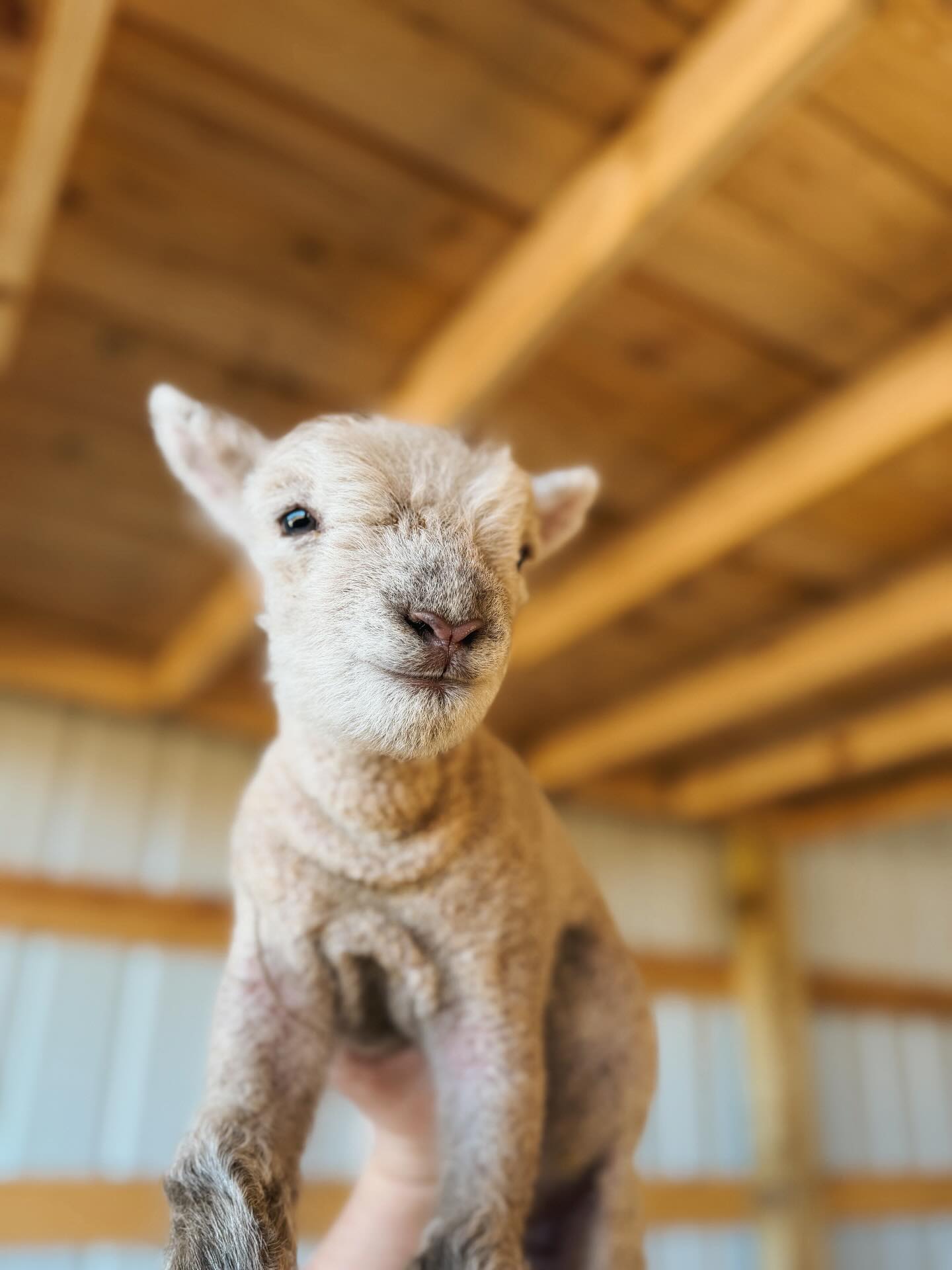 Dolly & Jack are doing so well. We are determined to make them gentle and have them halter trained before they go to their new homes in a few months. For now, we are enjoying the little lamb snuggles. 🐑🥹🤎
We still have two more baby doll mamas to give birth. We are waiting impatiently. 🤪
#lambingseason #sheep #homestead #farmer