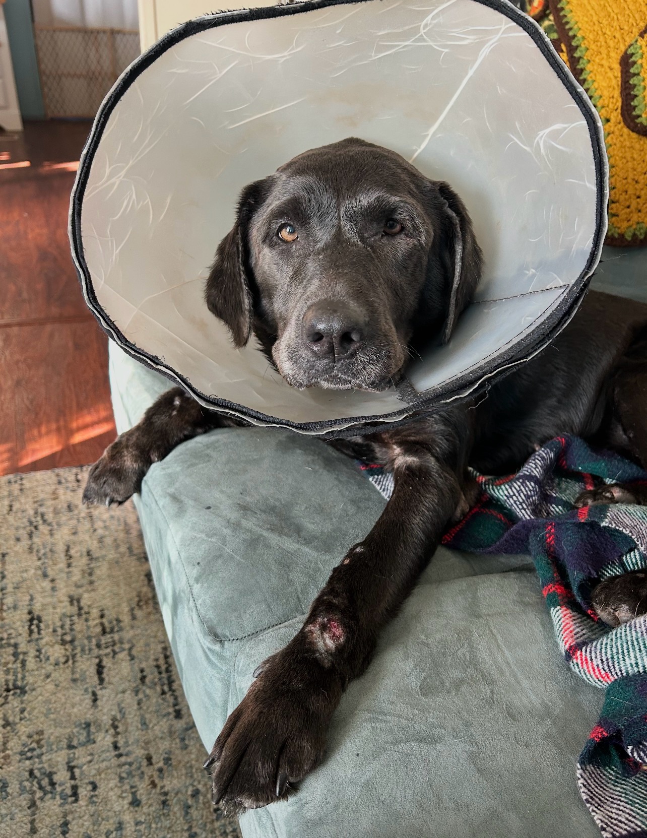 Attention Labby Dabby Lovers! Meet Rosie. šØ
Rosie is an 8-year-old Labrador looking for a place to land.
She is super sweet and loves her people. Rosie is housebroken, crate-trained, playful, and affectionate, and she enjoys relaxing on the couch while you watch TV. She would do best as the only pet in the home.
Rosie is currently undergoing treatment for untreated skin allergies, and we are covering the cost of her care to get her comfortable and healthy again. If youād like to help support her treatment, donations are always needed and beyond appreciated.
www.mablesmission.org/donate-1
Venmo: mablesmission
Zelle/PayPal: mablesmission@gmail.com
Her current caregiver cannot keep her much longer. We had them reach out to a breed-specific rescue since she is an AKC-registered Labrador with papers, but she was turned away because she isnāt dog-friendly⦠We couldnāt ignore the condition her skin was in, so we stepped in and started treatment. Now, a foster is urgently needed to keep her out of the shelter.
Fostering saves lives. Can you be Rosieās safe place? š¾
https://www.shelterluv.com/matchme/foster/MMFL/Dog
#labradorretriver #labsofflorida #fosteringsaveslives #fosterdog
